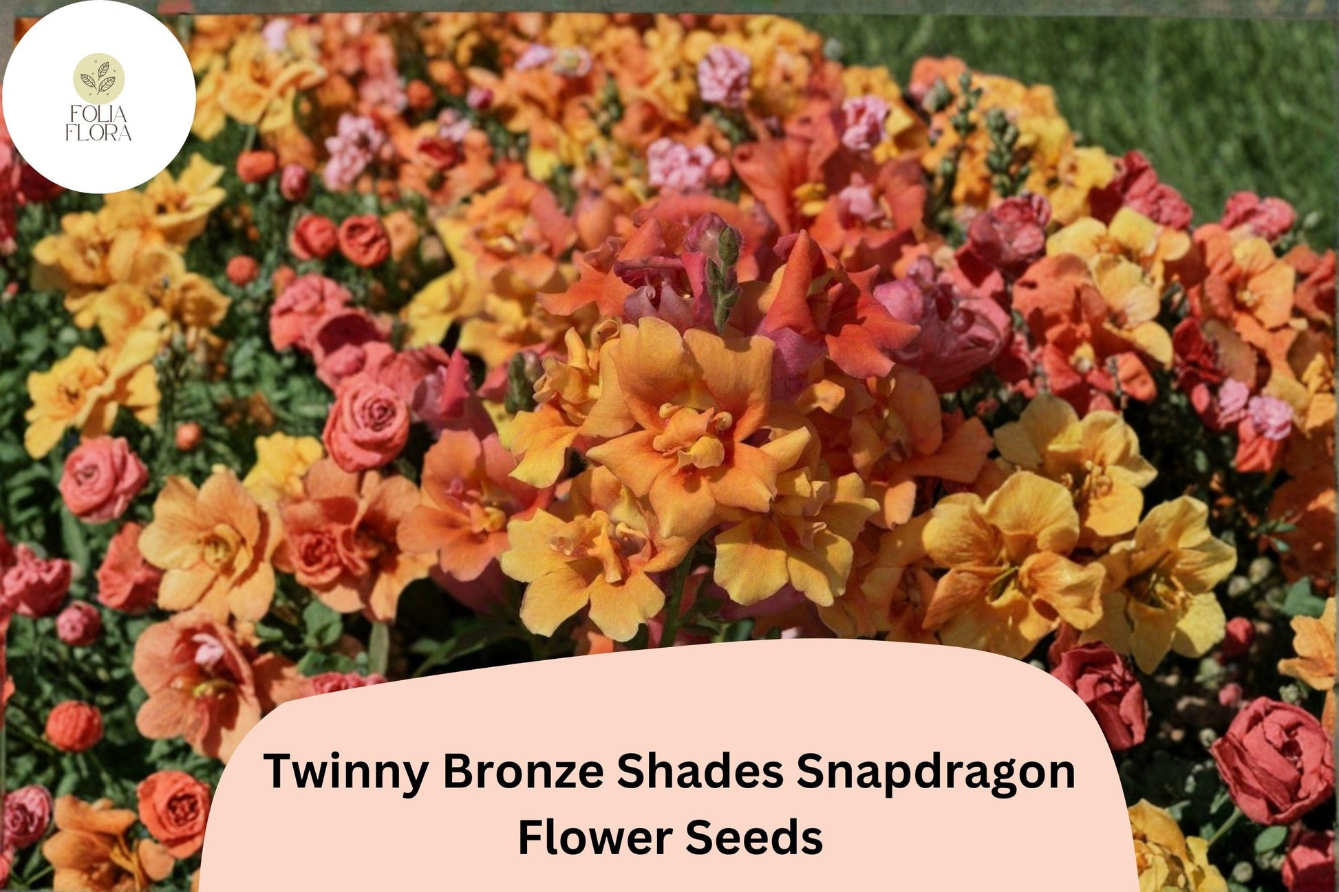 Twinny Bronze Shades Snapdragon Seeds | Double Bloom, Peach & Bronze Tones | Antirrhinum majus, Compact Annual