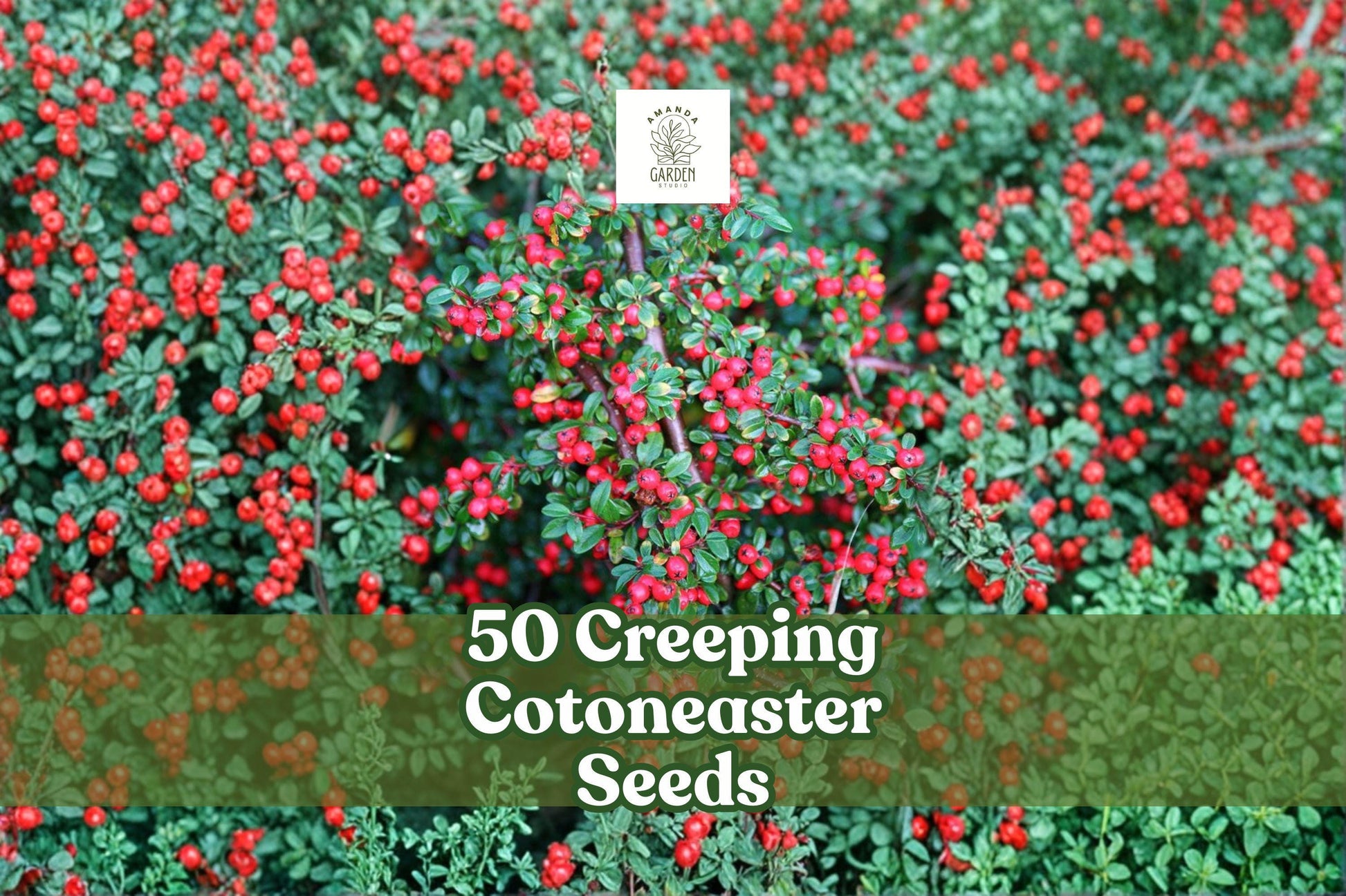 50 Creeping Cotoneaster Seeds | Groundcover Shrub | Cotoneaster adpressus | Ornamental, Drought-Tolerant Plant