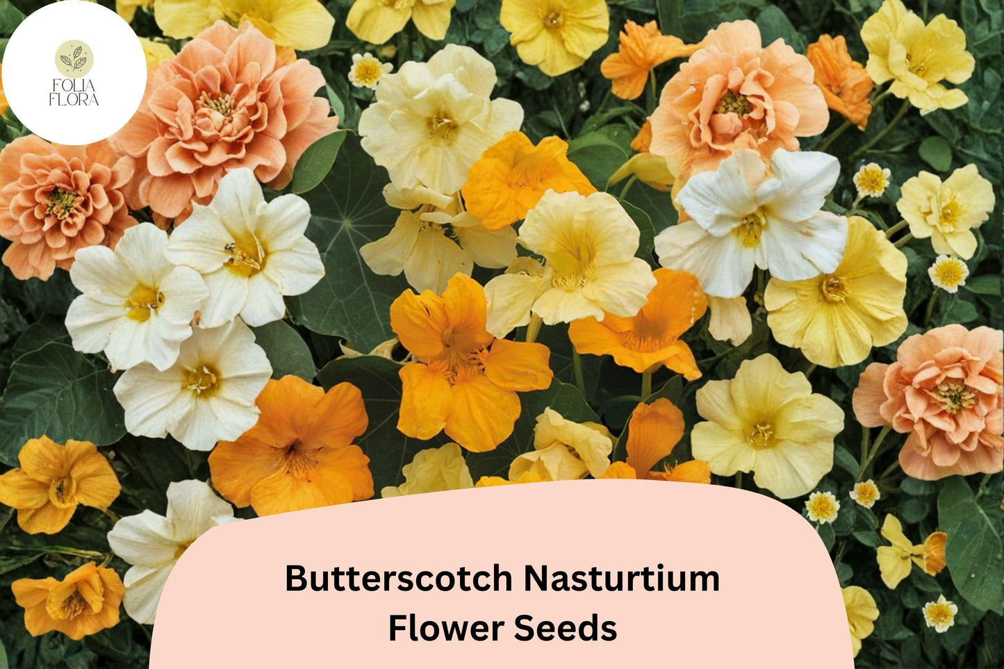 50+ Butterscotch Nasturtium Seeds | Tropaeolum majus | Yellow Flowers for Borders & Containers