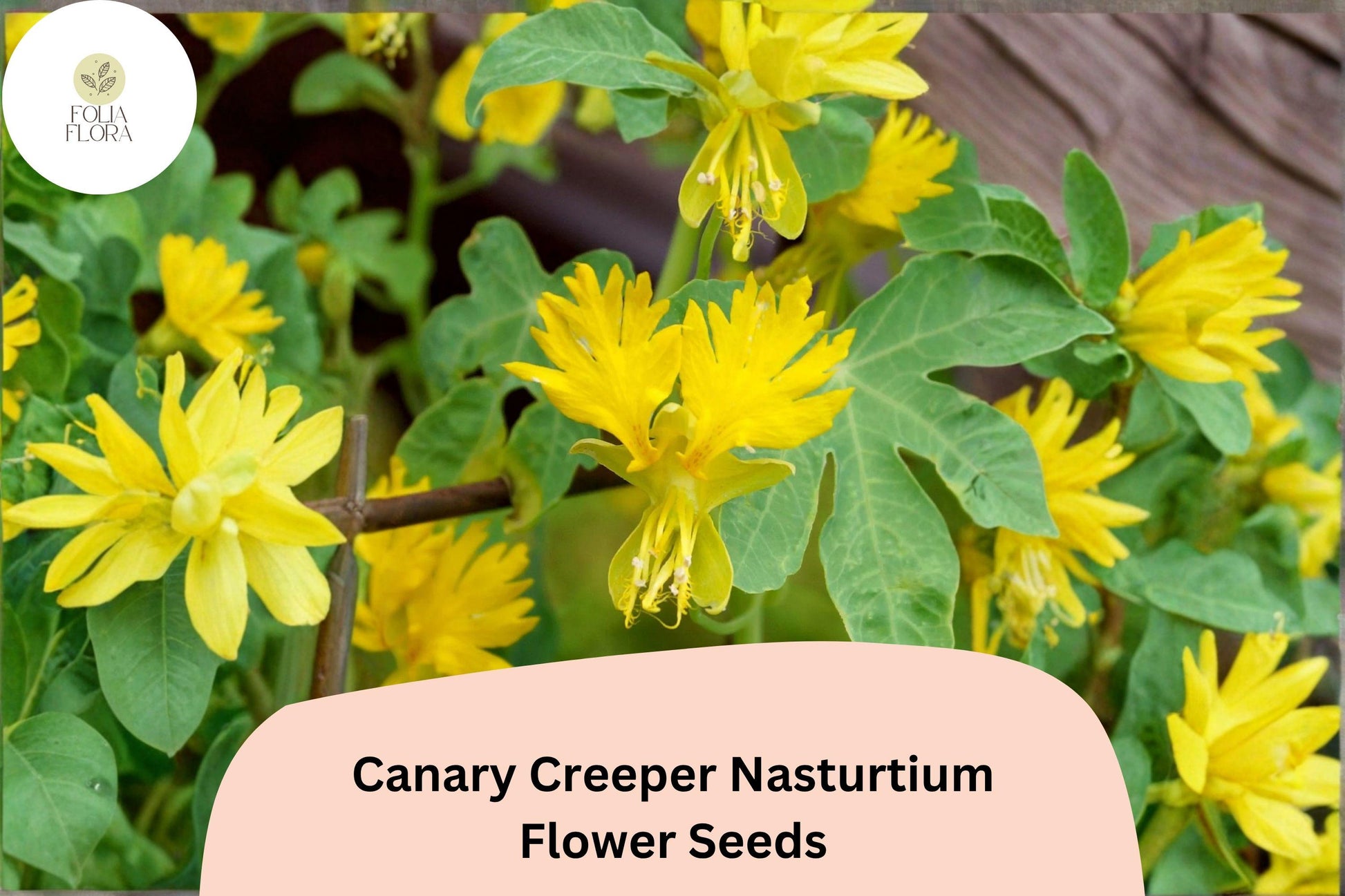 Canary Creeper Nasturtium Seeds | Tropaeolum peregrinum Yellow Climbing Vine for Trellises & Fences