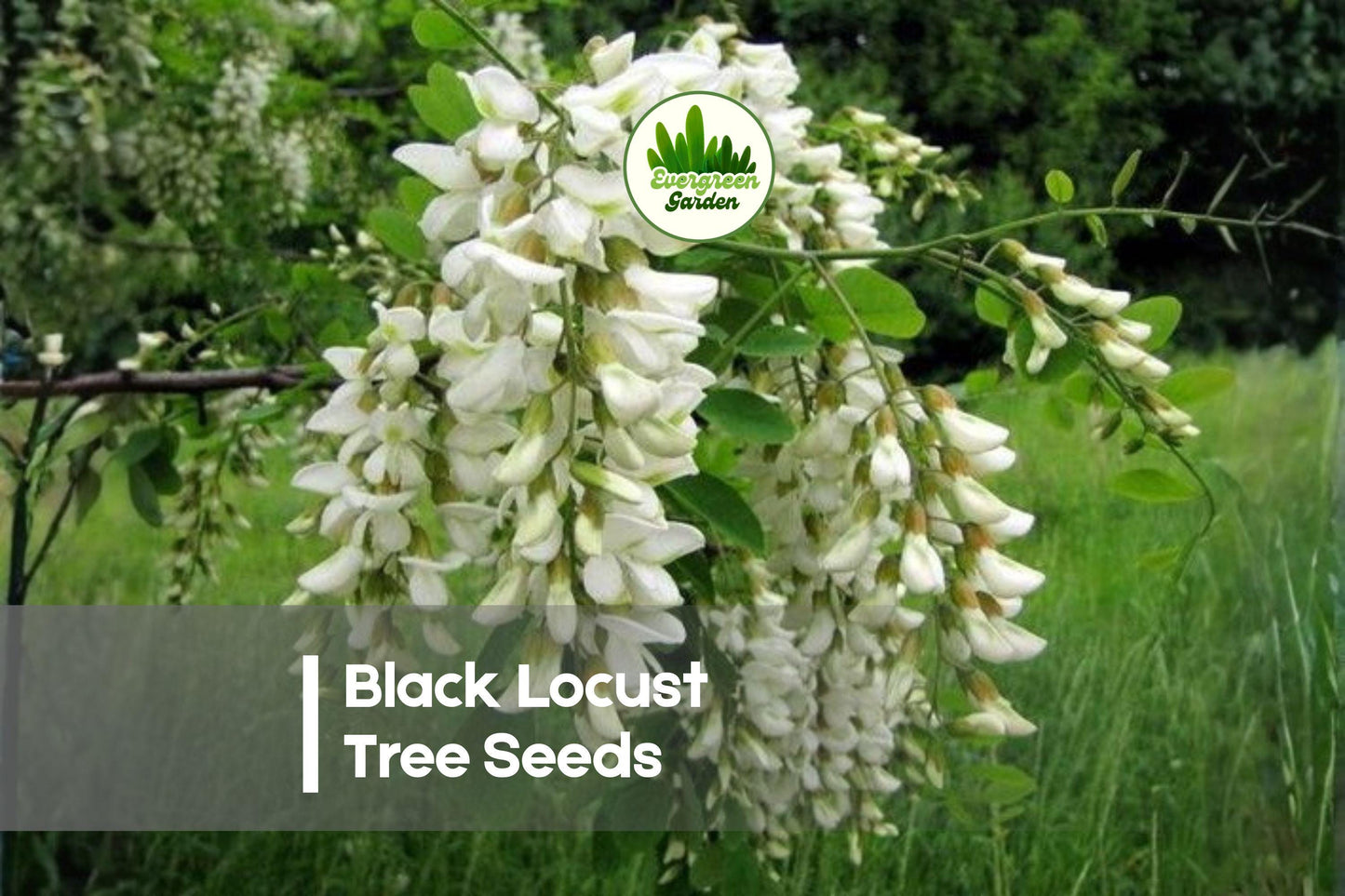 Black Locust Tree Seeds – Robinia pseudoacacia, Fast-Growing, Hardy, Fragrant White Flowers, Reforestation, Landscaping, Erosion Control