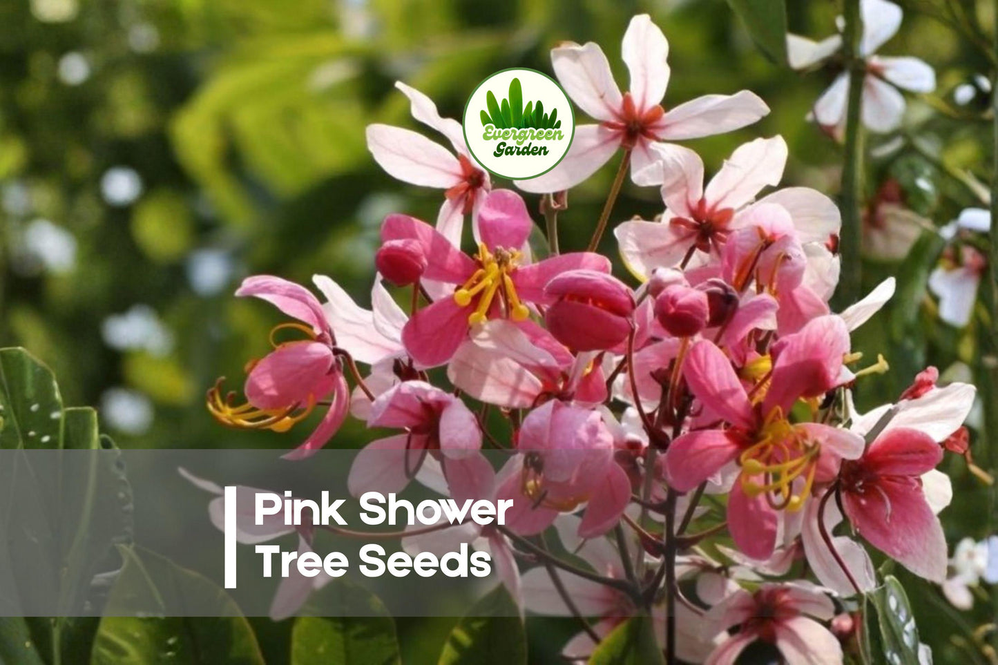 10 Pink Shower Tree Seeds | Cassia grandis Tropical Ornamental Tree with Pink Cascading Blooms