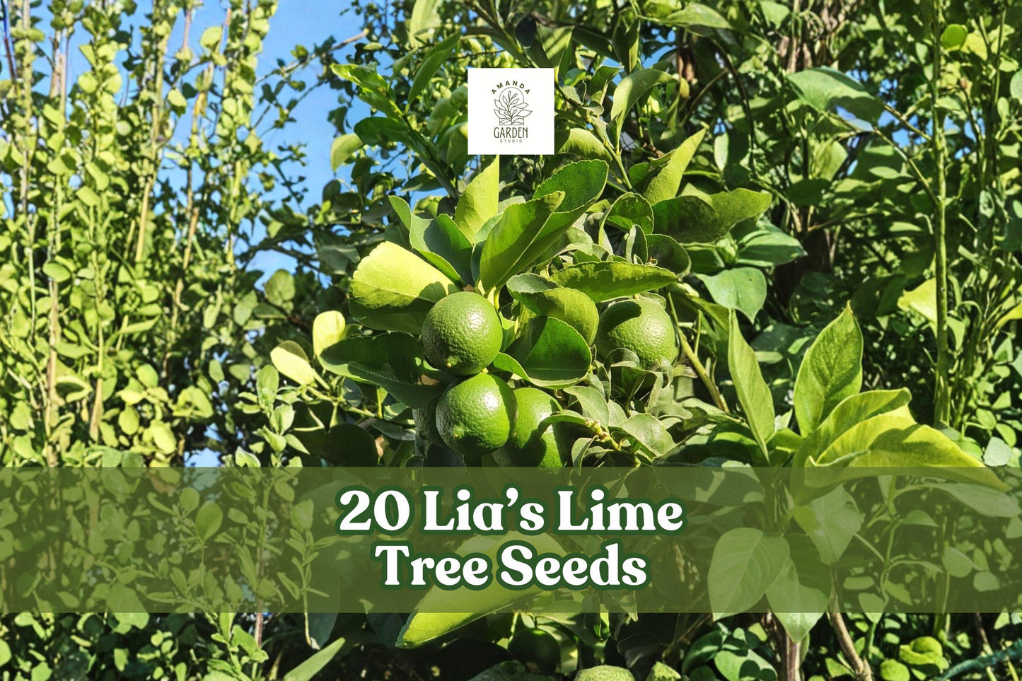 Lia’s Lime Tree Seeds, 20+ Non-GMO Citrus aurantiifolia, Fast-Growing Key Lime Fruit Tree for Container Gardening and Outdoors