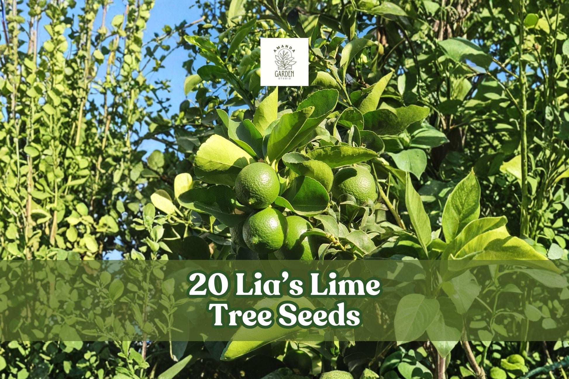 Lia’s Lime Tree Seeds, 20+ Non-GMO Citrus aurantiifolia, Fast-Growing Key Lime Fruit Tree for Container Gardening and Outdoors