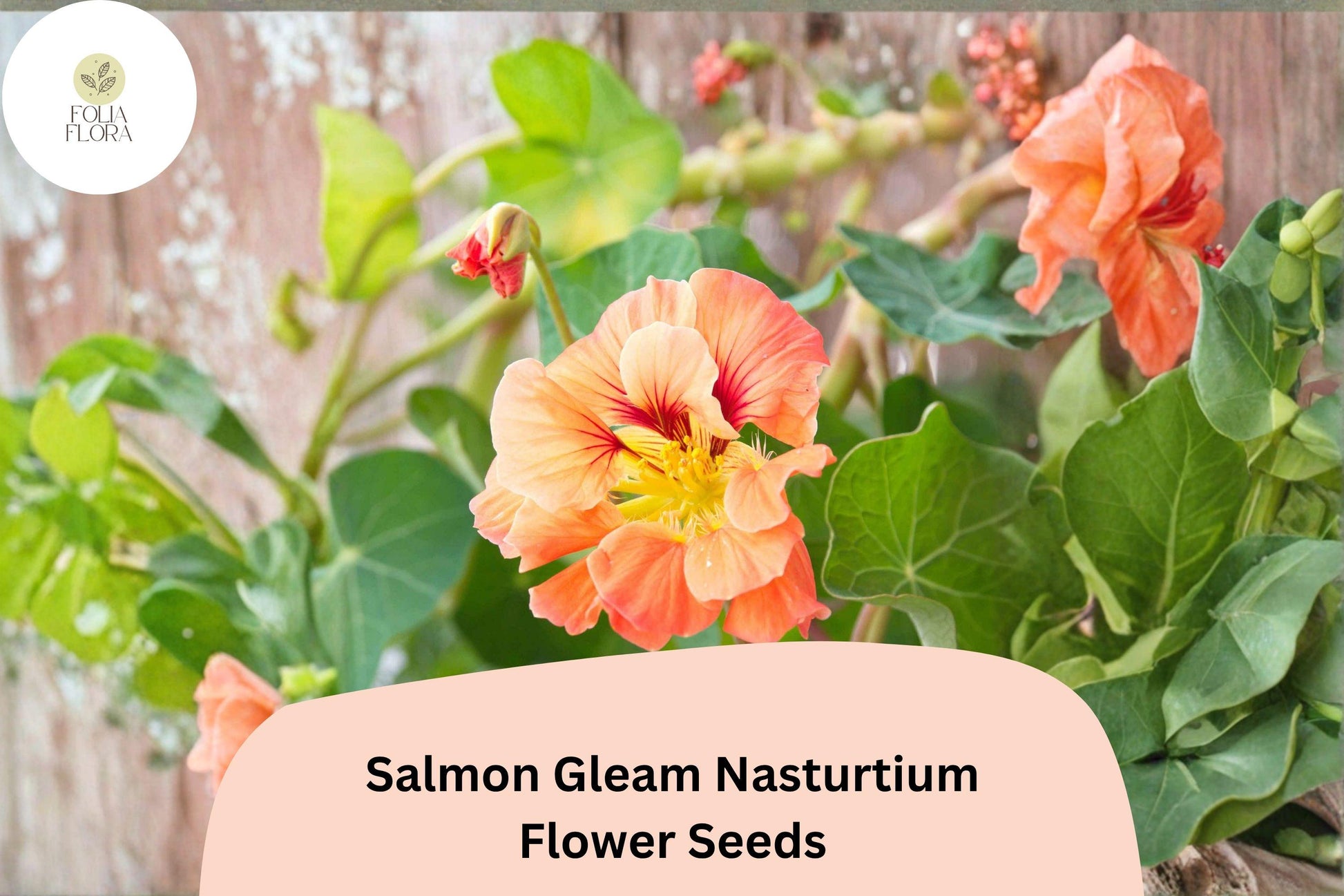 Salmon Gleam Nasturtium Seeds | Tropaeolum majus | Vibrant Salmon-Orange Blooms | Trailing Annual Plant