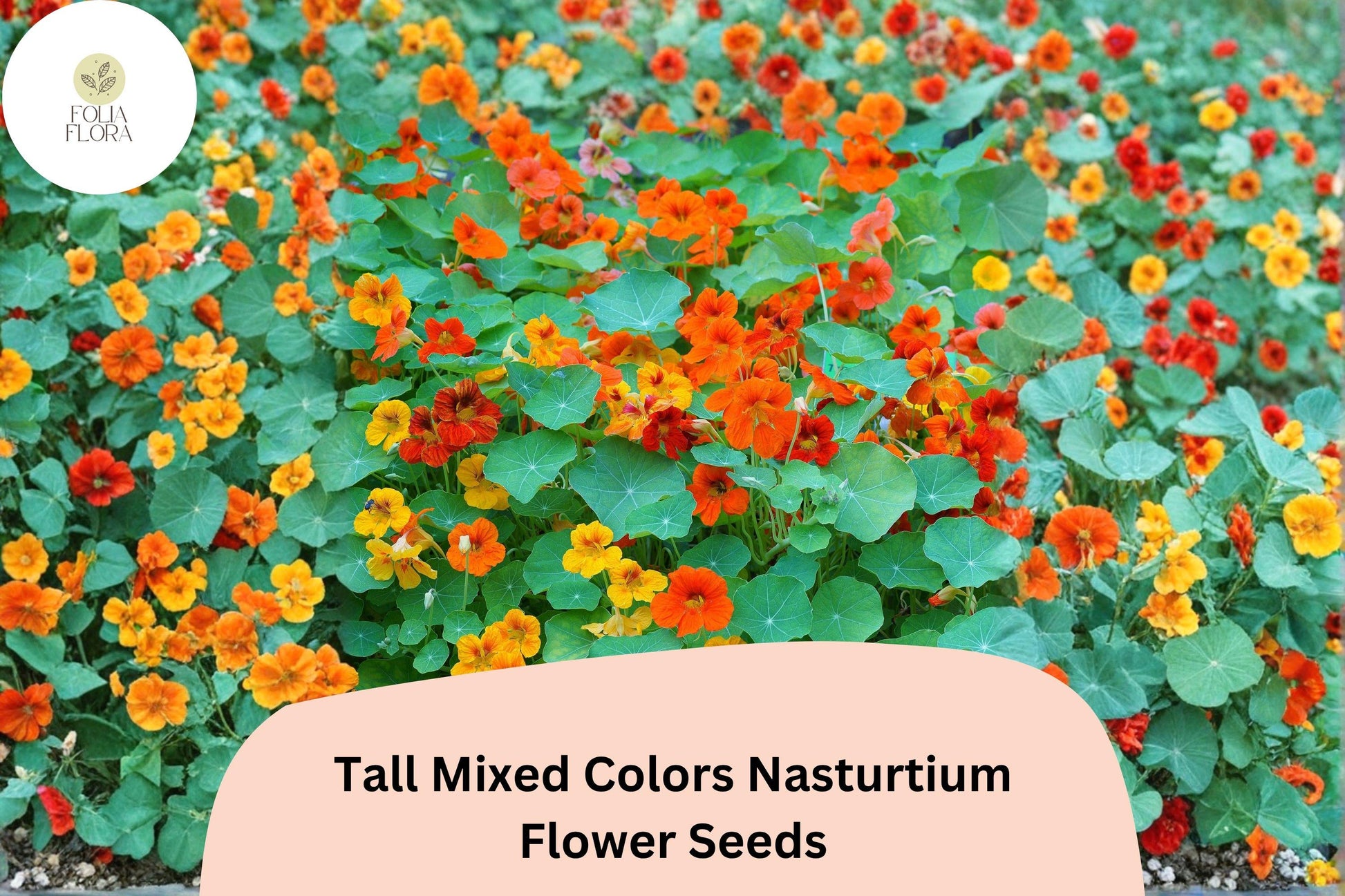 50+ Tall Mixed Colors Nasturtium Seeds | Tropaeolum majus Climbing & Trailing Annual for Gardens & Fences