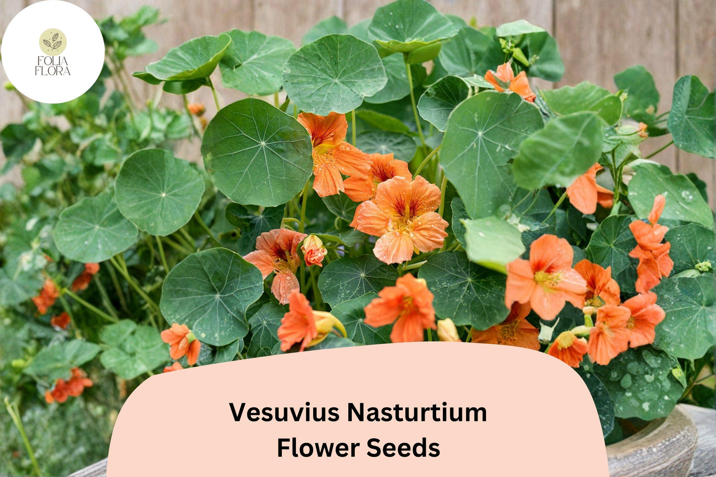 Vesuvius Nasturtium Seeds | Tropaeolum majus | Red-Orange Trailing Annual for Gardens & Containers