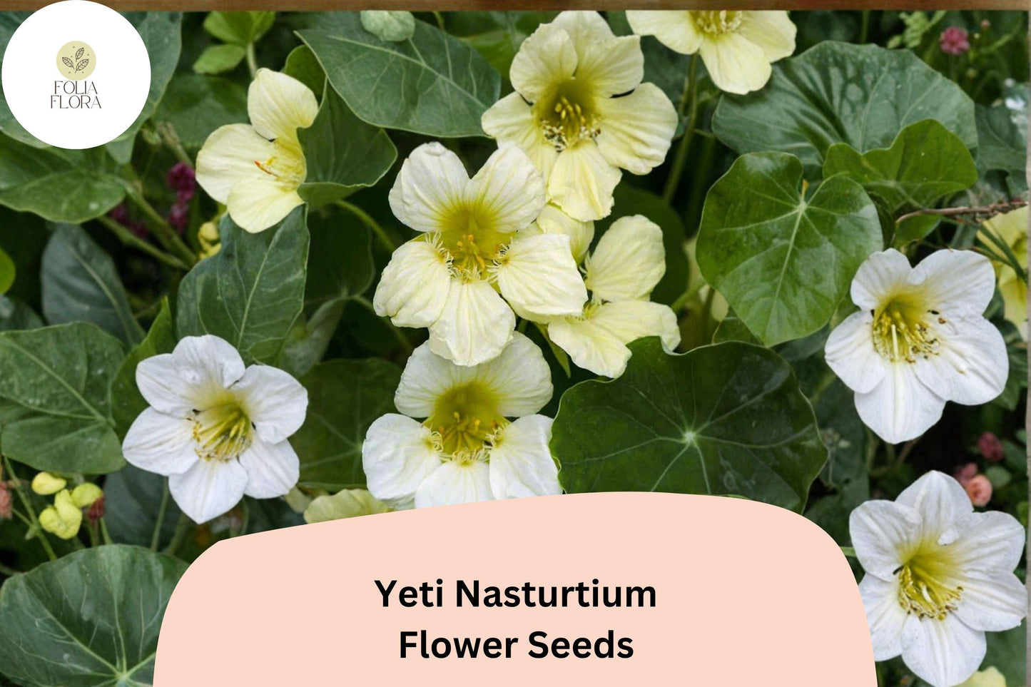 Yeti Nasturtium Seeds 50+ White Blooms Tropaeolum majus Trailing Annual for Containers & Gardens