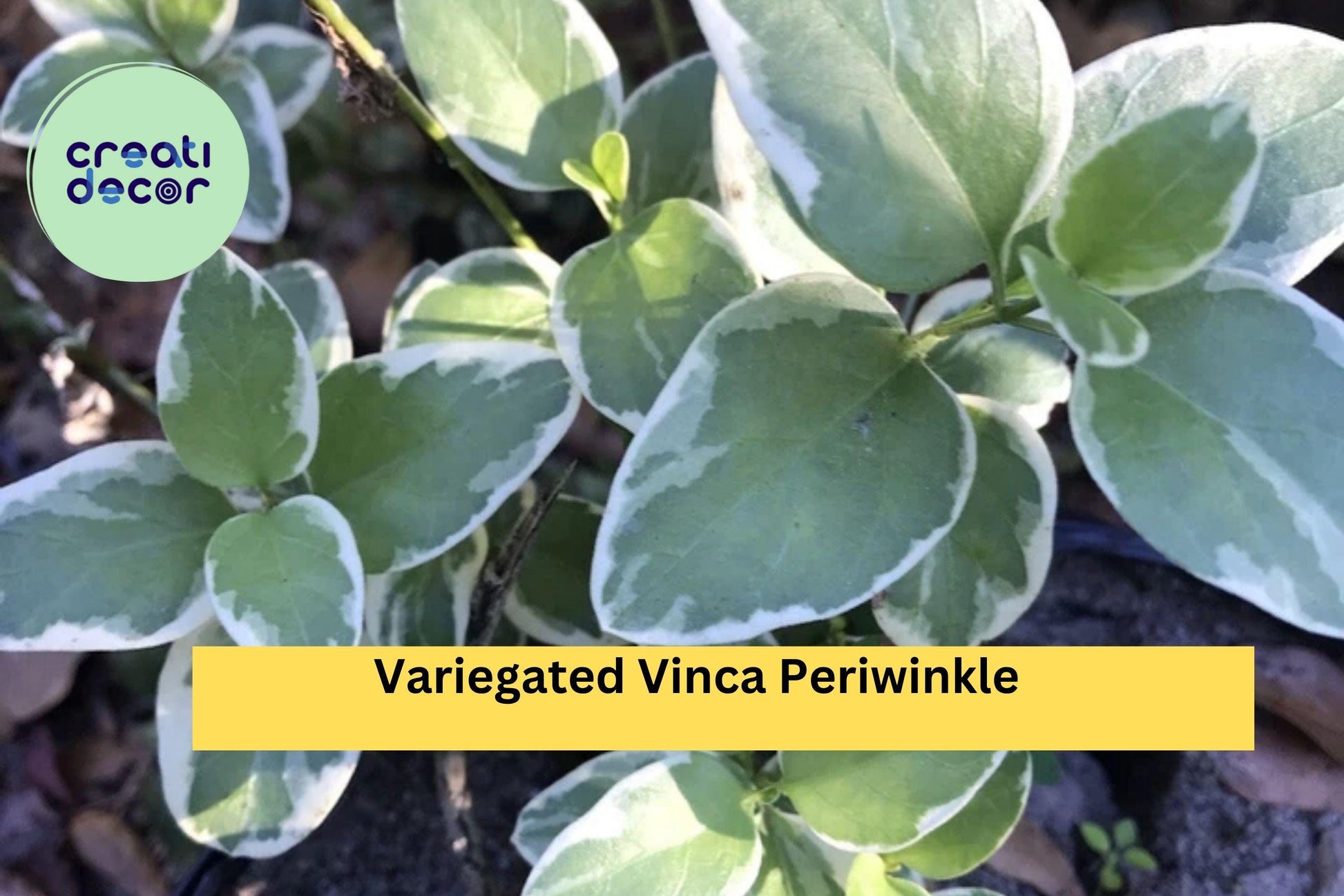 Variegated Vinca Periwinkle – 6 Bare Root Starter Plants, Evergreen Trailing Groundcover with Cream-Edged Leaves, Vinca major ‘Variegata’