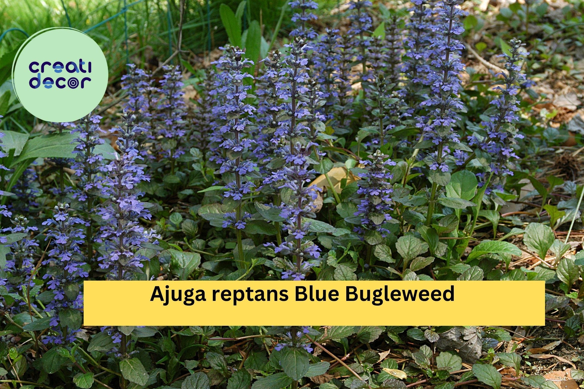 Ajuga reptans Blue Bugleweed – 2 Live Perennial Ground Cover Plants with Blue Flower Spikes, Hardy Shade-Loving Spreader for Zones 3–10