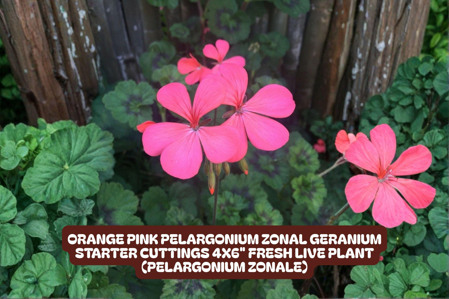 Orange Pink Pelargonium Zonal Geranium Starter Cuttings 4x6" Live Plant, Pelargonium × hortorum, Bright Blooms