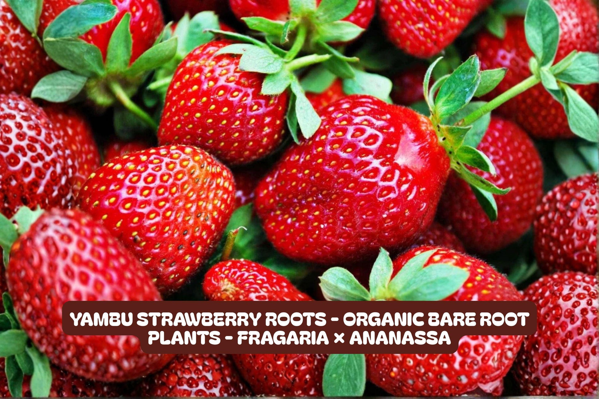 Yambu Strawberry Roots, Fragaria × ananassa, Organic, Sweet & Juicy, Perfect for Garden & Container Planting