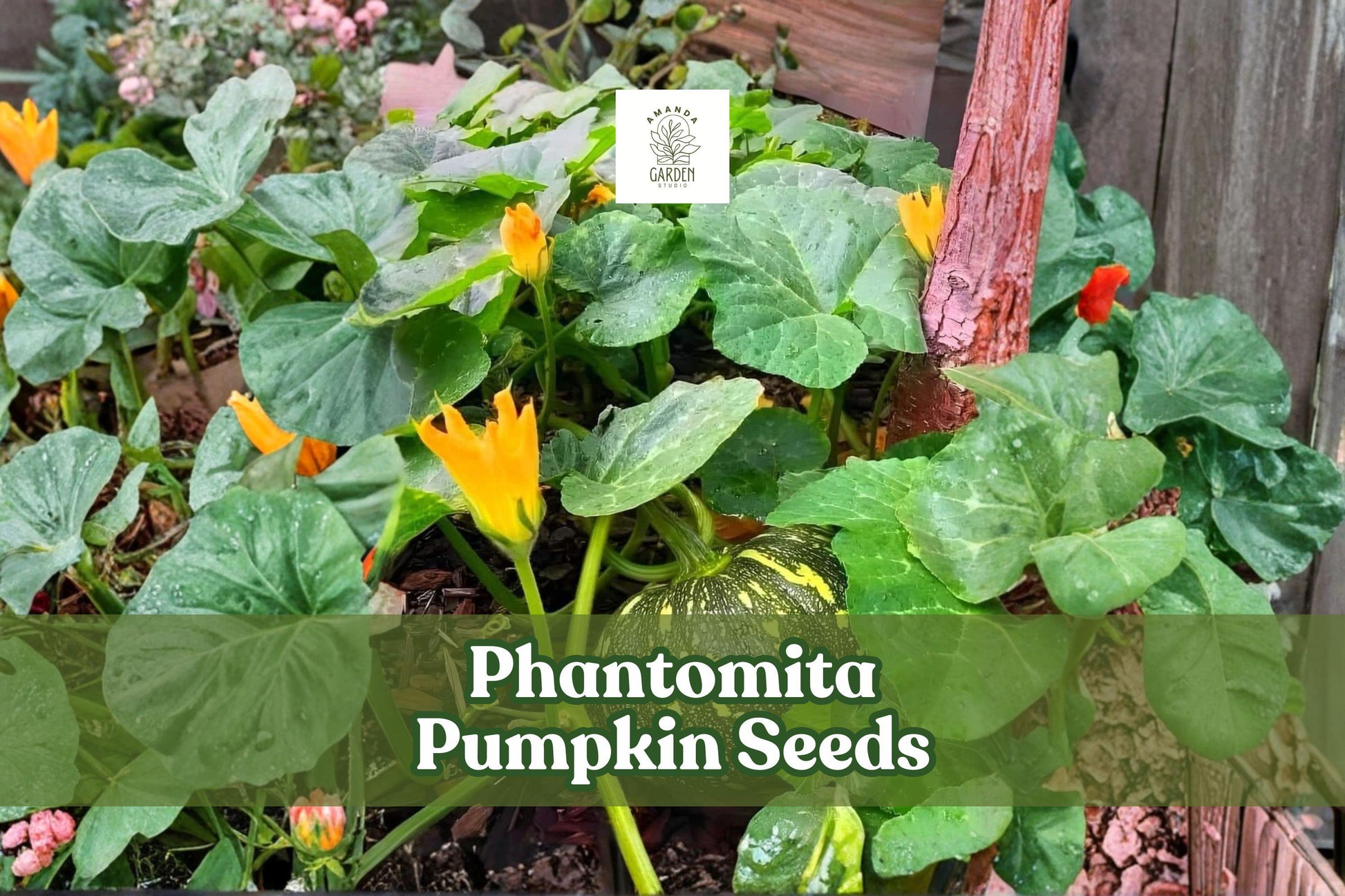 Phantomita Pumpkin Seeds – Rare Heirloom Cucurbita pepo, Ornamental & Edible Squash, Exotic Multicolor Fruit, 10 Seeds