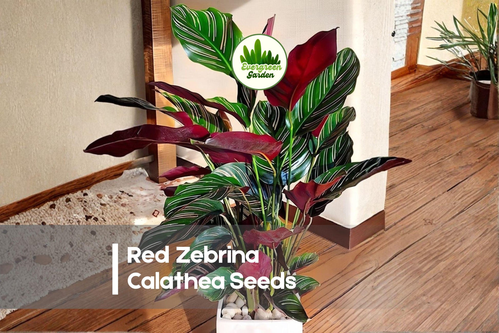 Red Zebrina Calathea Seeds – Tropical Foliage Plant with Striped Green Leaves & Red Undersides, Calathea spp.