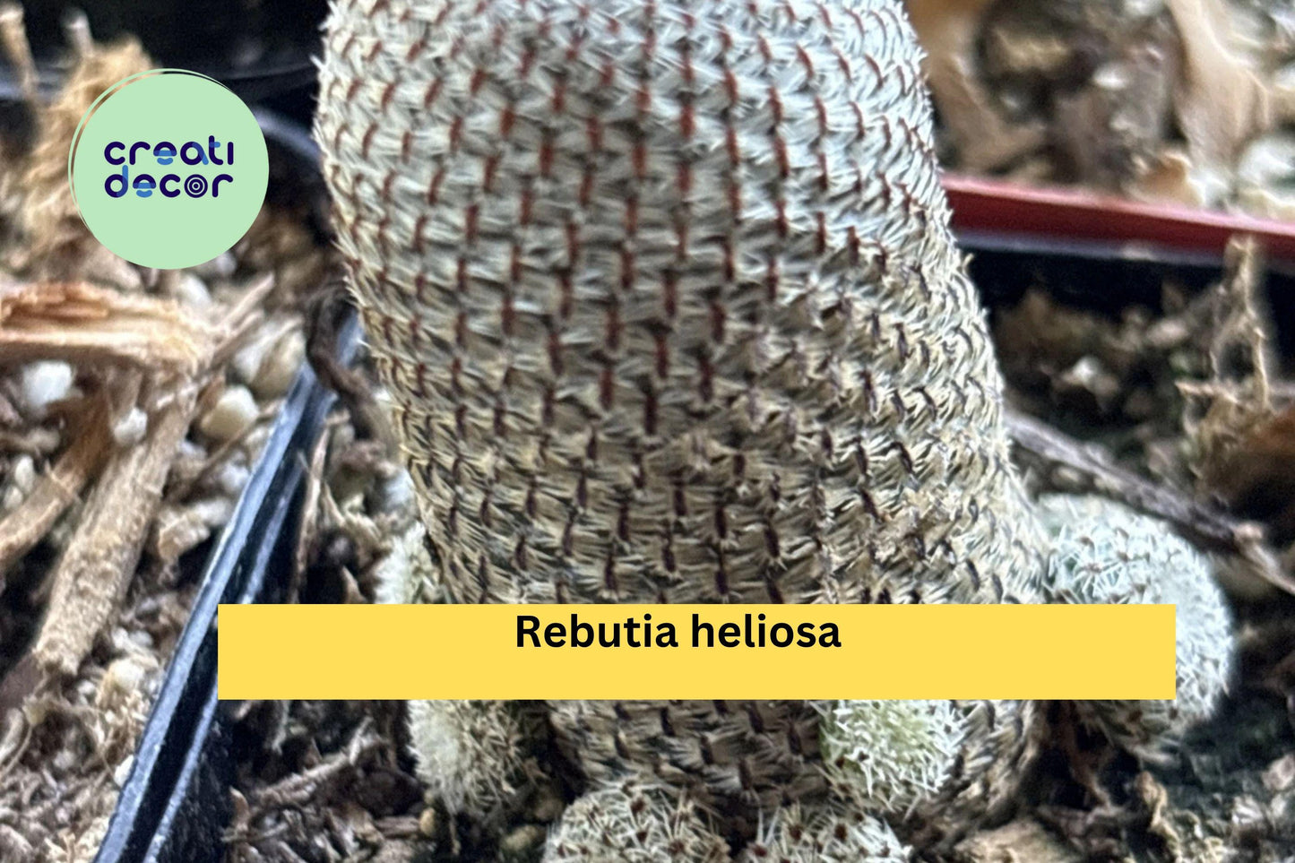 Rebutia heliosa Live Cactus – 2" Pot, Mini Clumping Succulent with Orange Blooms, Indoor Cactus for Collectors