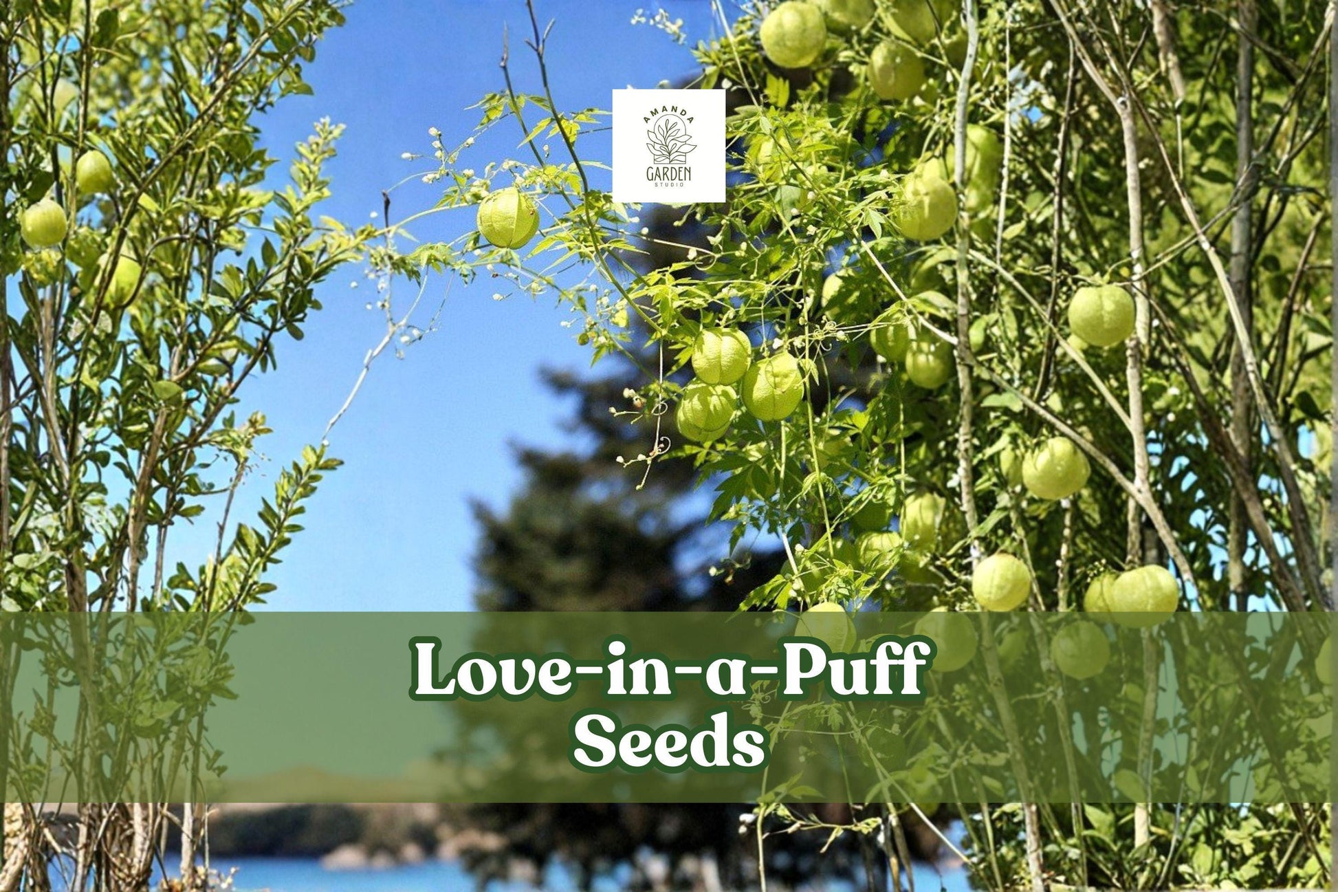 25 Love-in-a-Puff Seeds | Cardiospermum halicacabum | Ornamental Climbing Vine with White Flowers