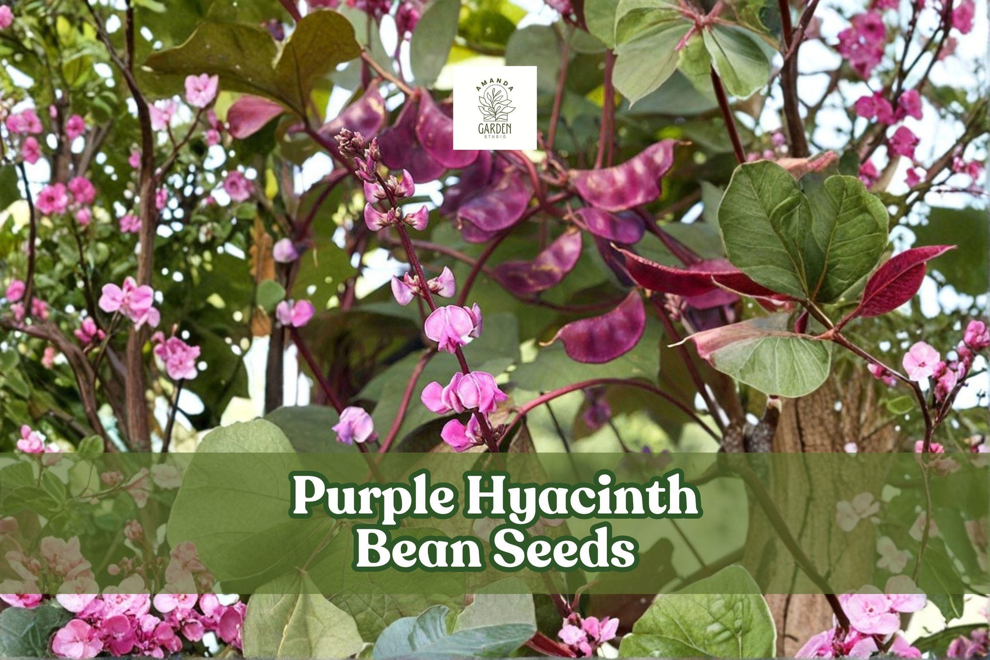 Purple Hyacinth Bean Seeds – Lablab purpureus, Ornamental Climbing Vine with Purple Flowers & Red-Tinted Leaves, Non-GMO, 30 Seeds