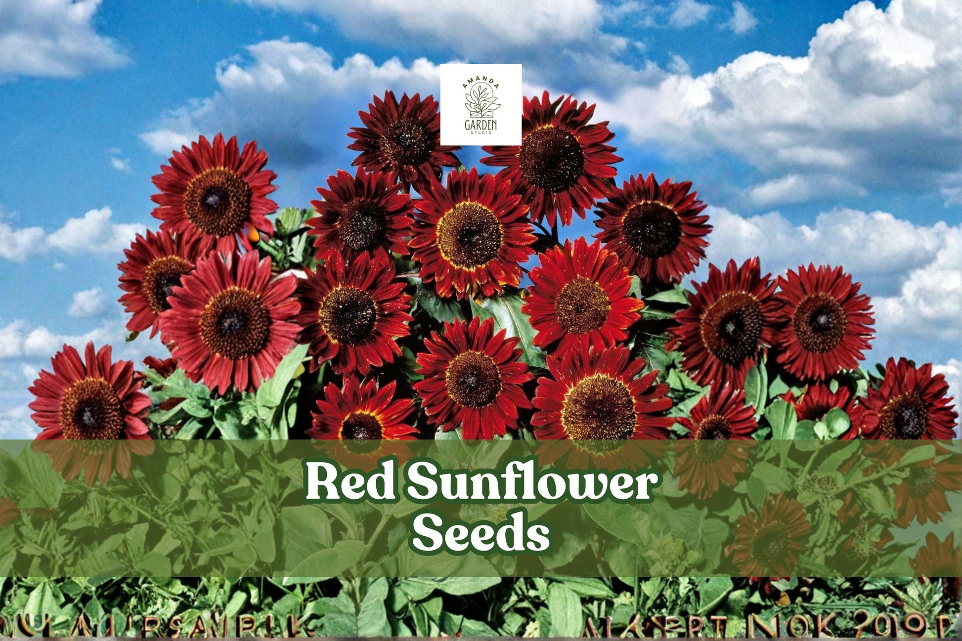 Red Sunflower Seeds – Helianthus annuus, 50 Non-GMO Heirloom Garden Flowers, Bright Red Blooms, Pollinator-Friendly