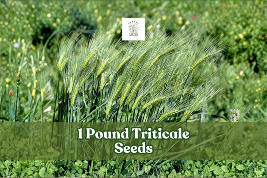 1 Pound Triticale Seeds ×Triticosecale Hybrid Grain Crop Non-GMO Cover & Forage Seed