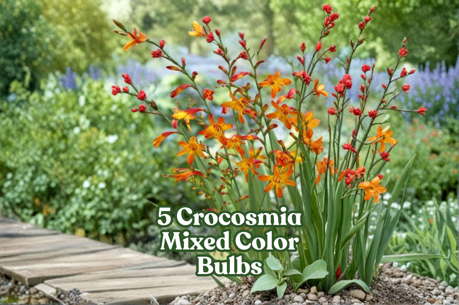 5 Crocosmia Bulbs – Mixed Color Flowering Bulbs for Borders & Containers | Bright Summer Blooms | Crocosmia spp.