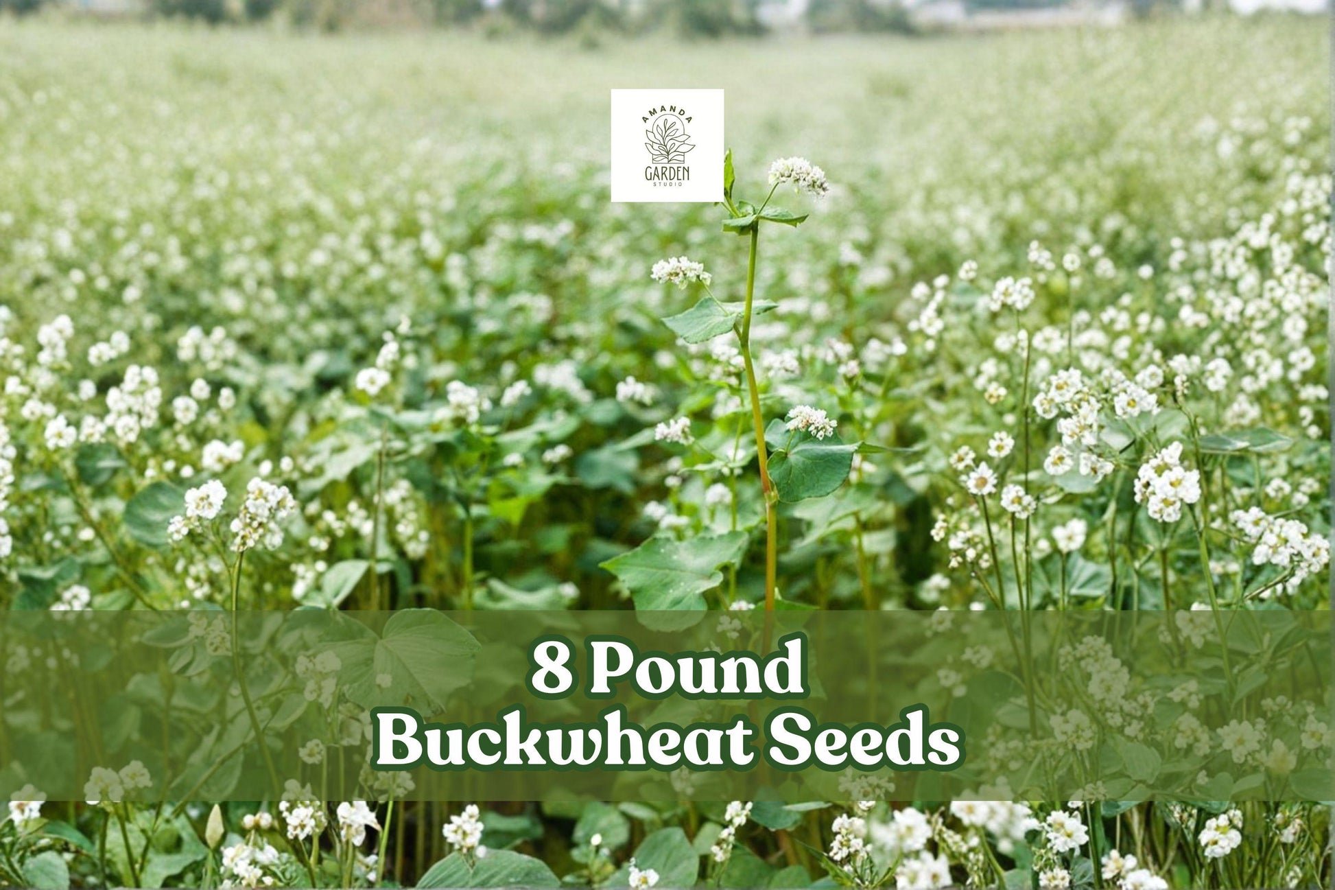 8 lb Non-GMO Buckwheat Seeds | Cover Crop, Pollinator-Friendly Grain | Fagopyrum esculentum