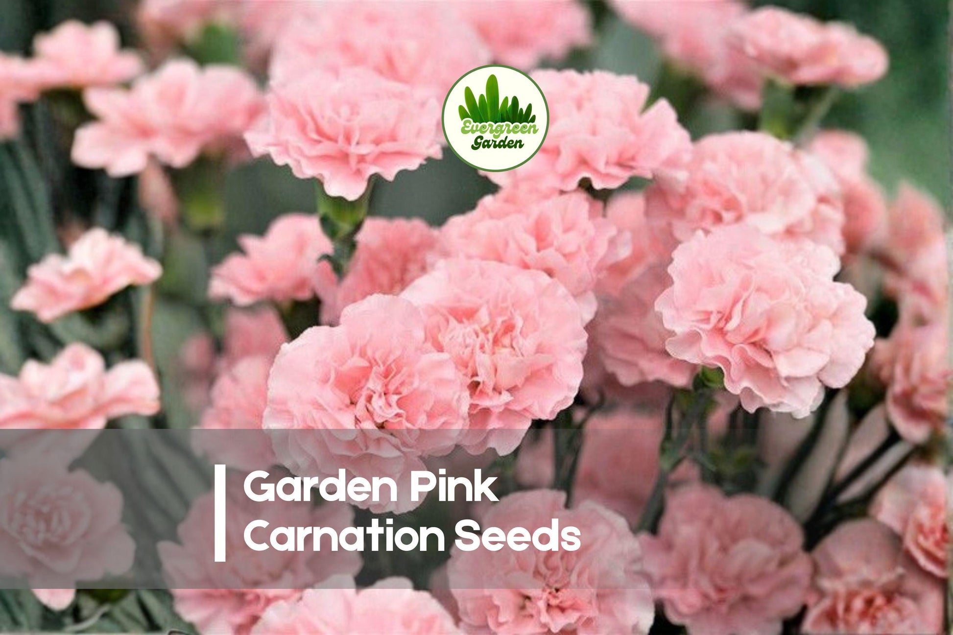 200 Garden Pink Carnation Seeds - Easy-to-Grow Dianthus Caryophyllus for Borders, Pots & Garden Beds