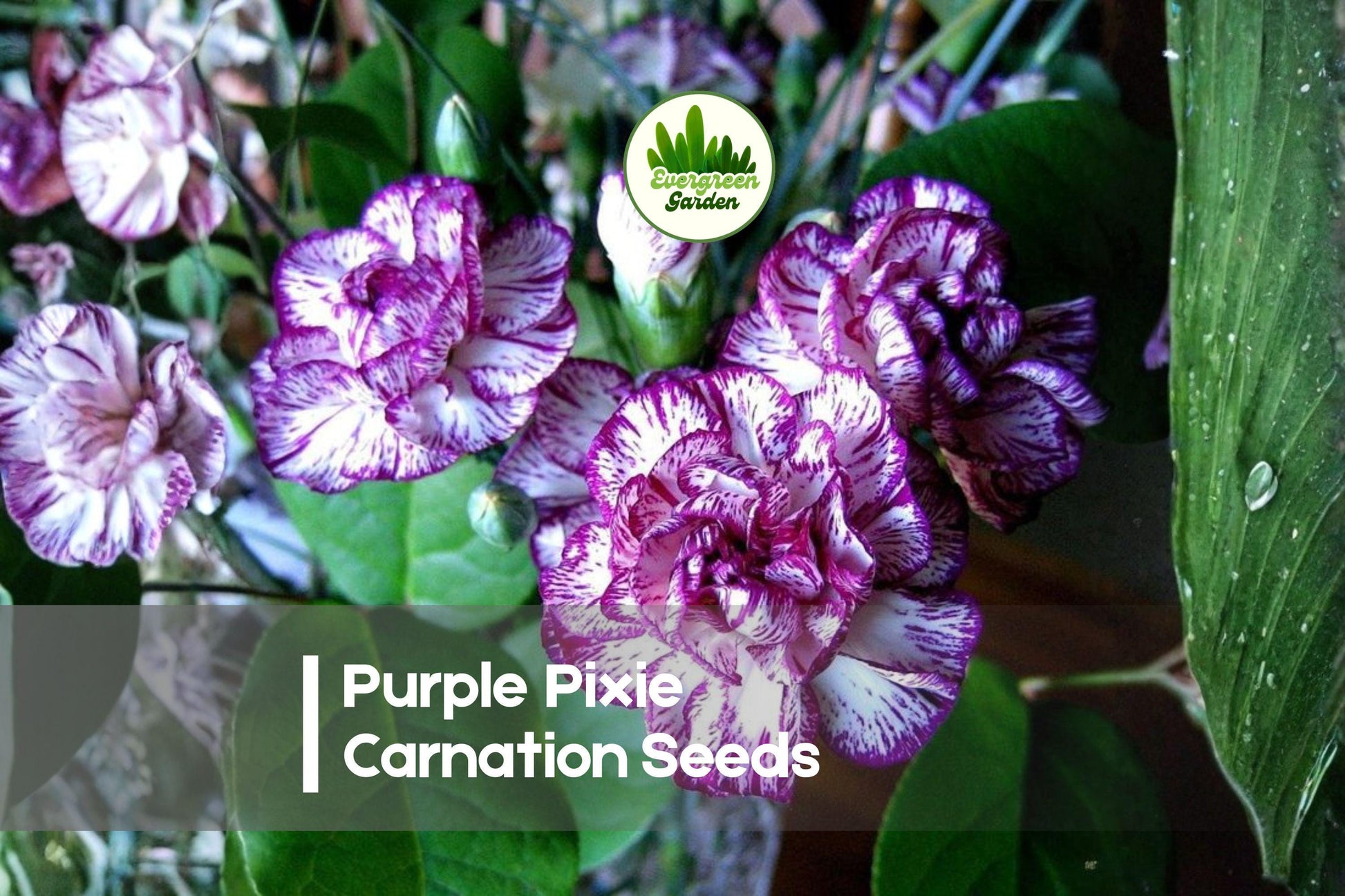 200 Purple Pixie Carnation Seeds - Vibrant Purple Dianthus caryophyllus for Gardens, Borders, and Pots