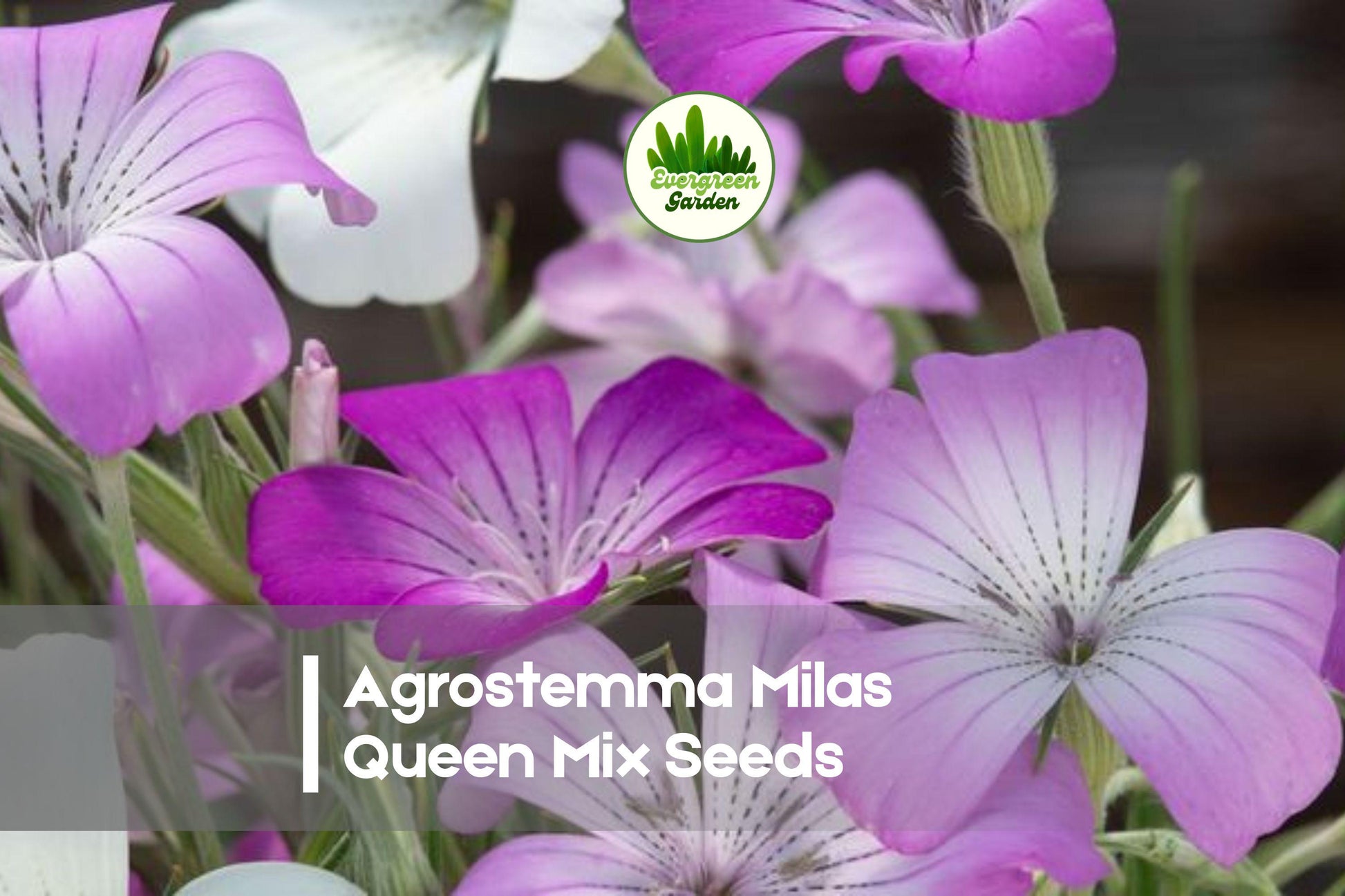 Agrostemma Githago Milas Queen Mix Seeds - Pastel Bicolor Flowers for Borders & Cut Flowers, Annual, Easy to Grow