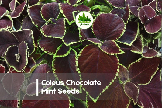 10 Coleus Chocolate Mint Seeds – Variegated Coleus scutellarioides for Indoor & Outdoor Pots, Borders, Shade Gardens