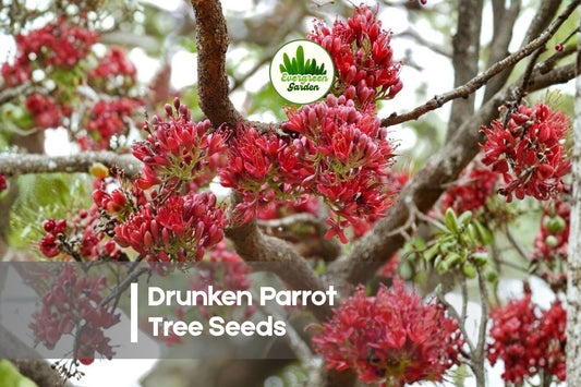 10 Drunken Parrot Tree Seeds | Bright Red Flowering Ornamental Tree Schotia brachypetala for Landscaping