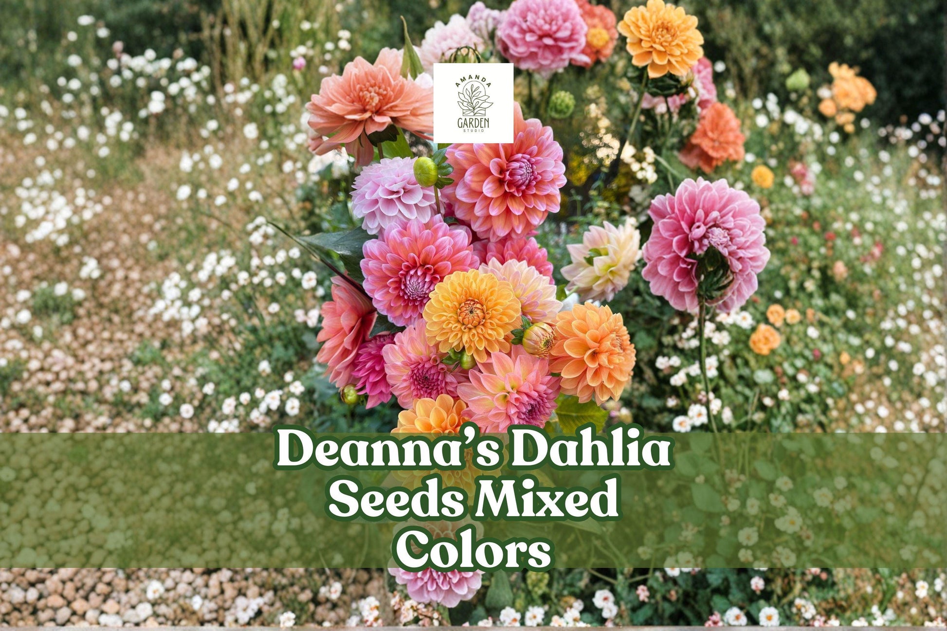 Dahlia Seeds 100+ Deanna’s Exotic Mix | Non-GMO Heirloom Dahlia variabilis for Garden, Cut Flowers, Borders