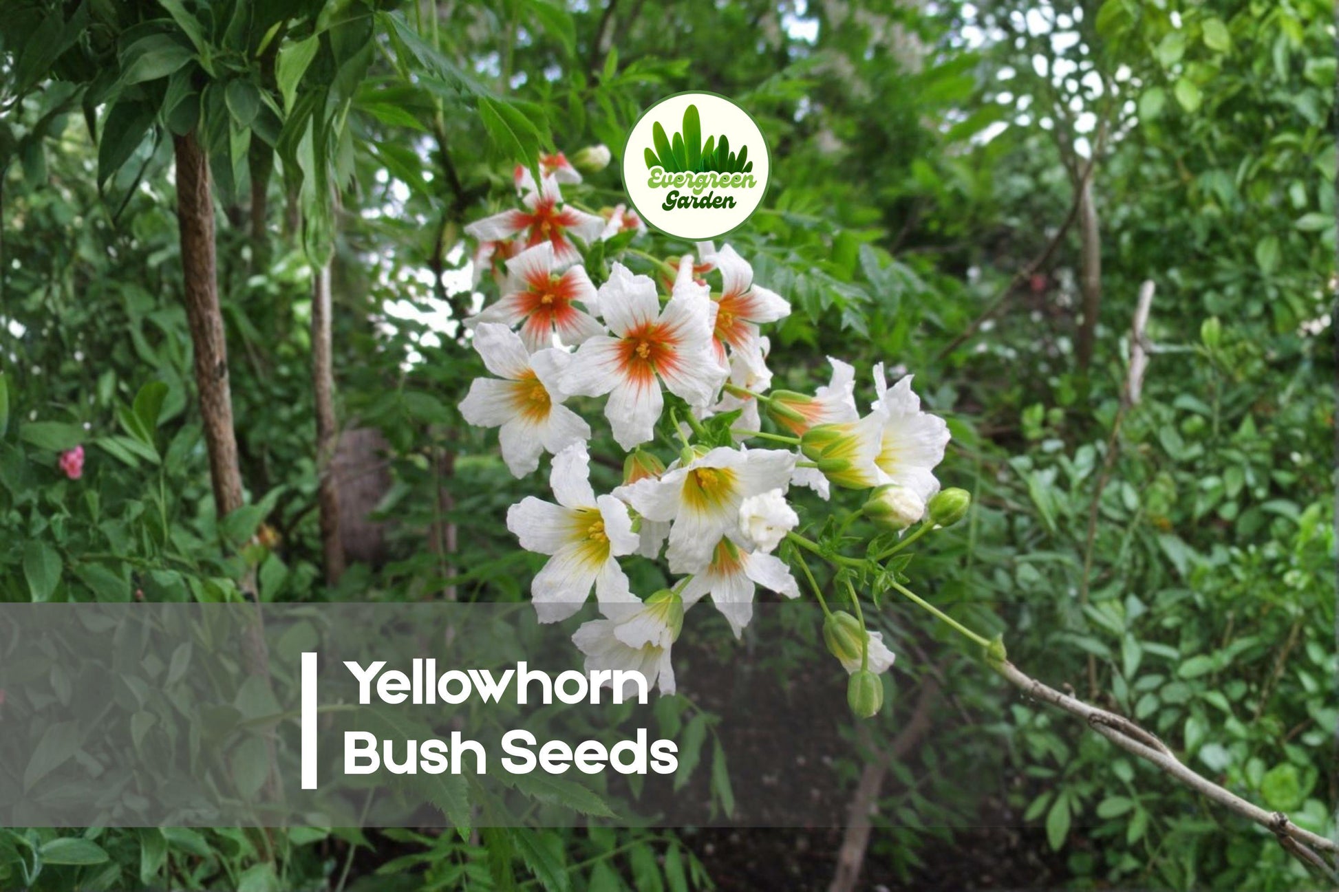Yellowhorn Bush Seeds – 6 Rare Ornamental Shrubs with White & Red-Yellow Blooms – Xanthoceras sorbifolium