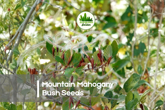 10 Mountain Mahogany Bush Seeds - Cercocarpus betuloides Evergreen Native Shrub with Foliage & Seed Plumes for Landscaping