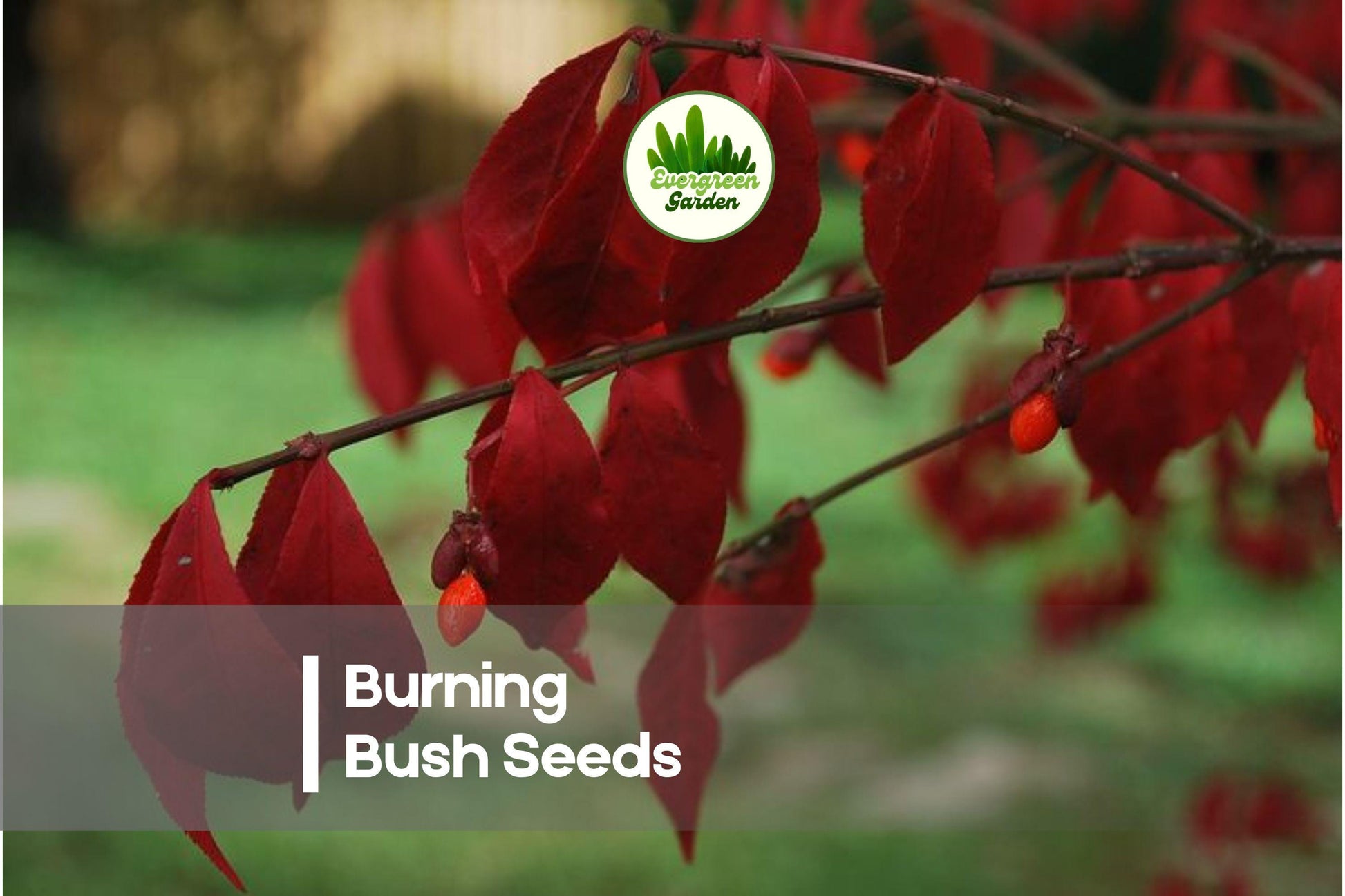 10 Burning Bush Seeds Euonymus alatus for Fall Color, Ornamental Shrub, Landscape Planting