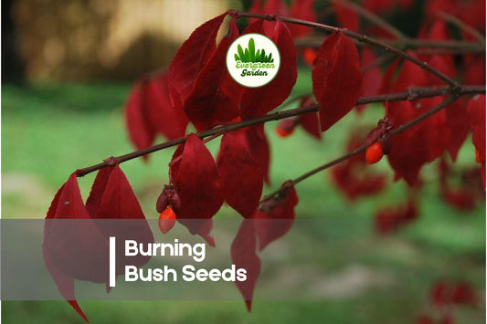 10 Burning Bush Seeds Euonymus alatus for Fall Color, Ornamental Shrub, Landscape Planting