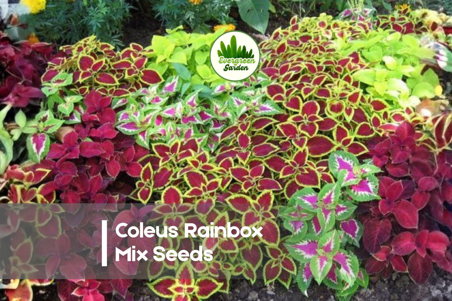 Coleus Rainbow Mix Seeds, 100+ Varieties, Bright Multi-Colored Foliage, Coleus scutellarioides