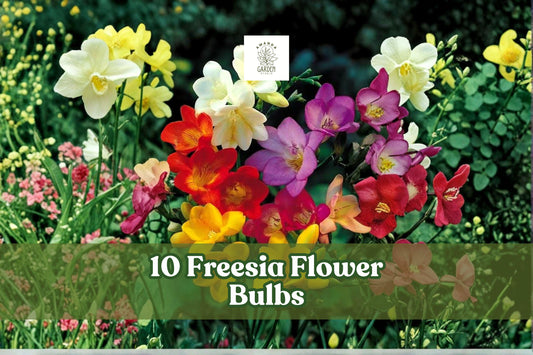 10 Freesia Bulbs, Fragrant Mix Colors, Spring Blooming, Freesia spp. Perennial Bulb for Gardens & Containers