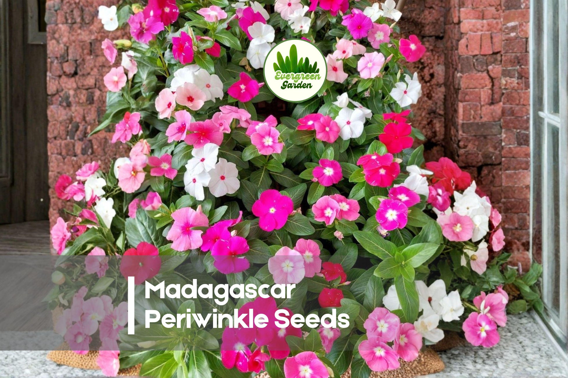 200 Madagascar Periwinkle Seeds - Catharanthus roseus, Mixed Flower Colors, Heat & Drought Tolerant, Easy-to-Grow Annual Seeds