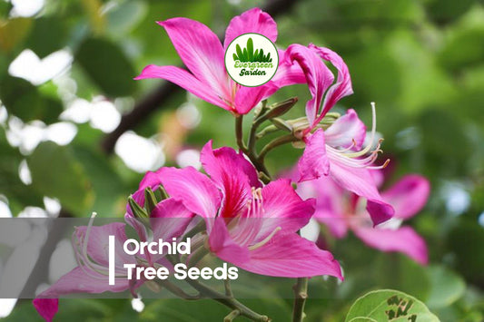 10 Orchid Tree Seeds - Bauhinia purpurea Flowering Tree with Purple Blooms, Ornamental, Fast-Growing, Tropical Garden Plant
