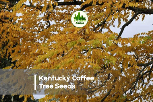 10 Kentucky Coffee Tree Seeds | Native Deciduous Tree for Landscaping & Shade | Gymnocladus dioicus