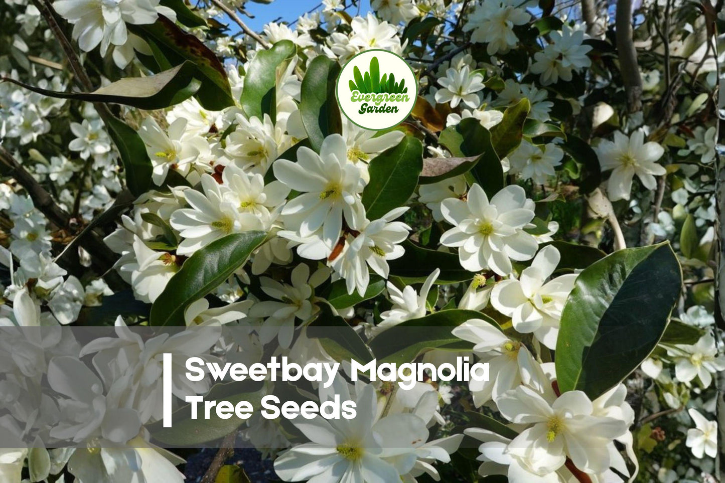 20 Sweetbay Magnolia Tree Seeds | Magnolia virginiana | Ornamental Flowering Tree for Garden & Landscape