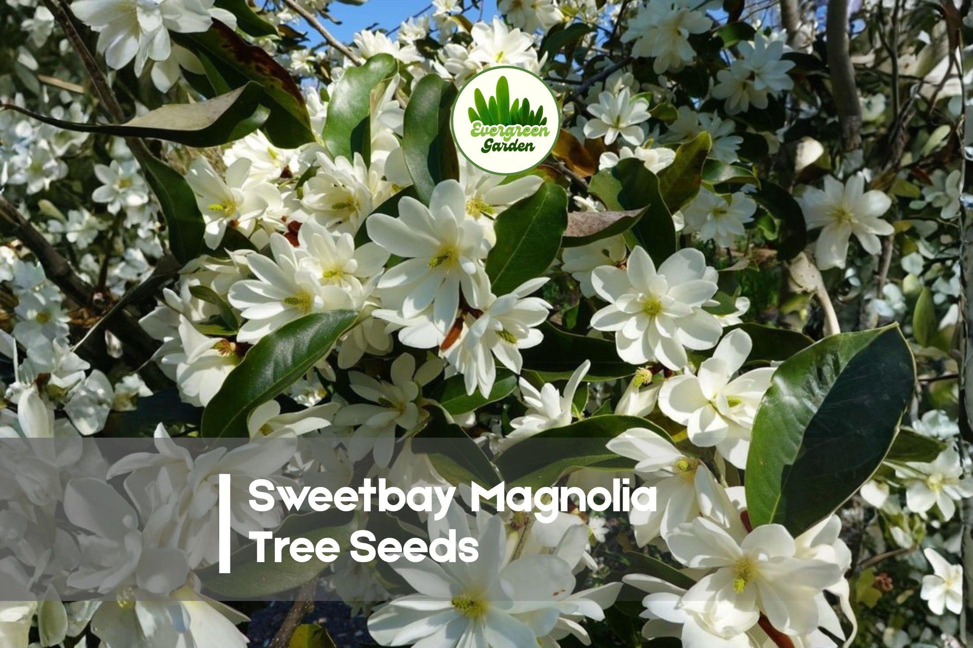 20 Sweetbay Magnolia Tree Seeds | Magnolia virginiana | Ornamental Flowering Tree for Garden & Landscape