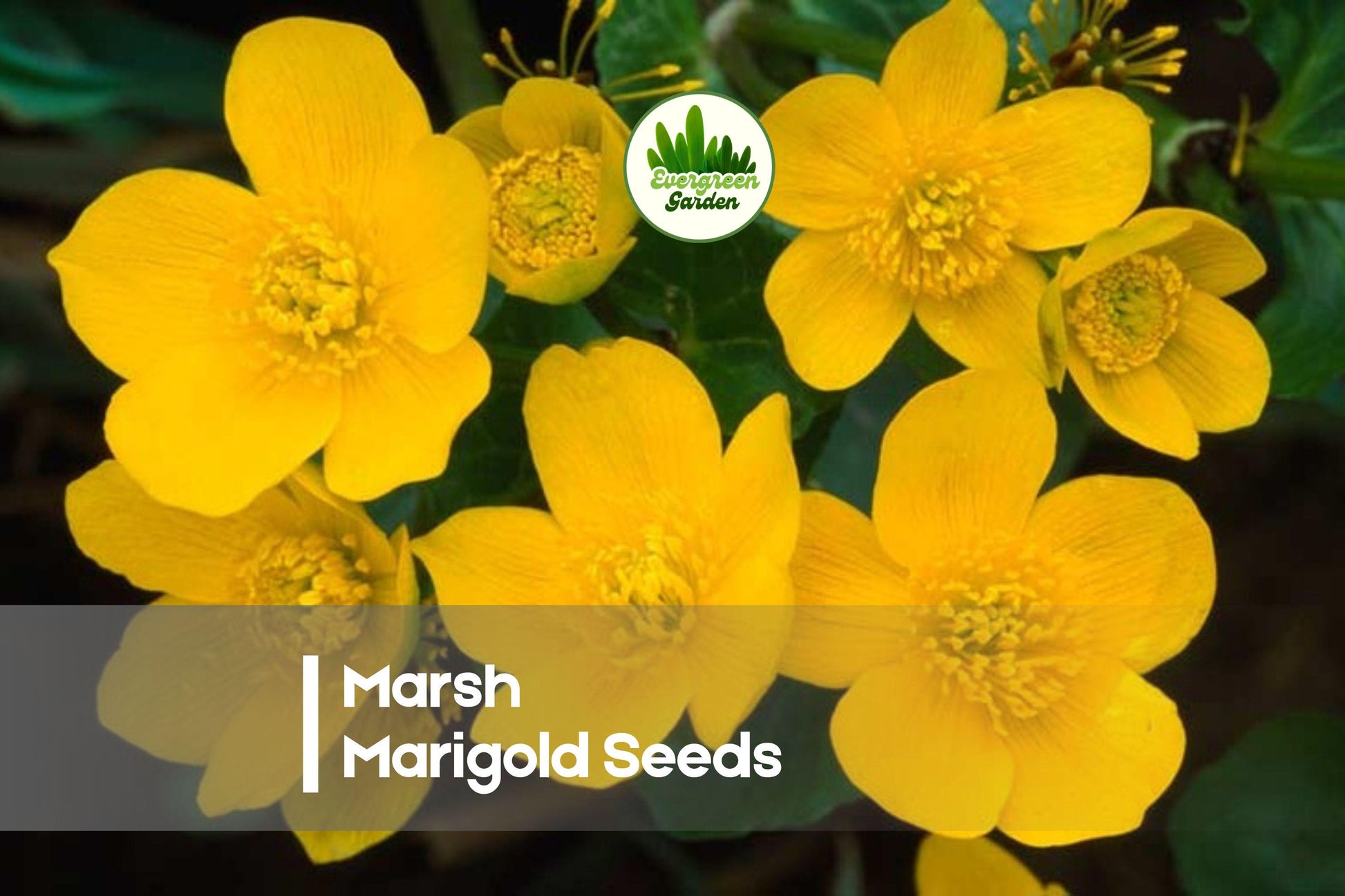 50 Marsh Marigold Seeds - Caltha palustris Perennial for Wet Gardens, Pond Edges, Bright Yellow Flowers