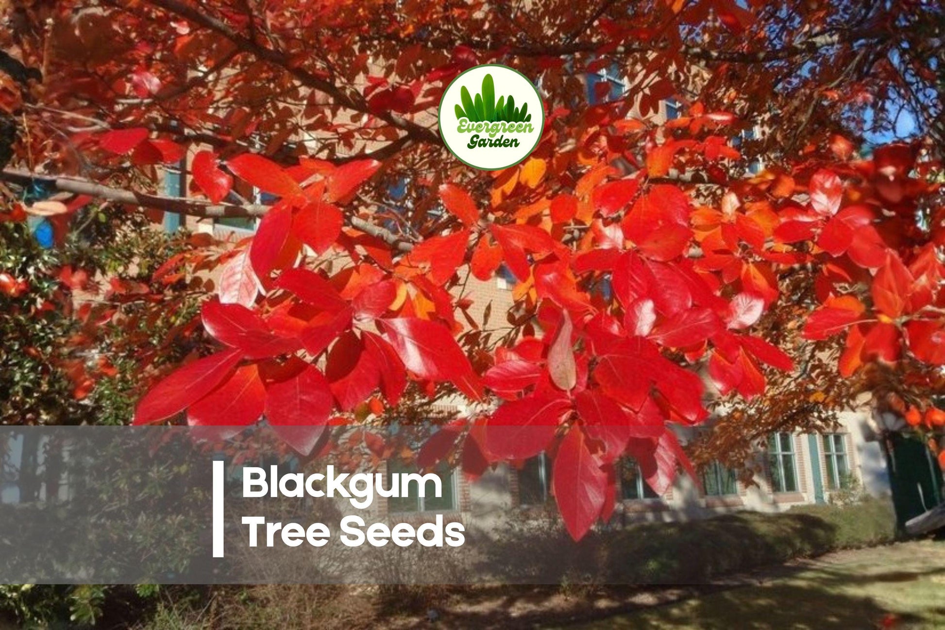 Blackgum Tree Seeds, 30 Pack, Nyssa sylvatica, Ornamental Shade Tree for Landscaping and Fall Foliage