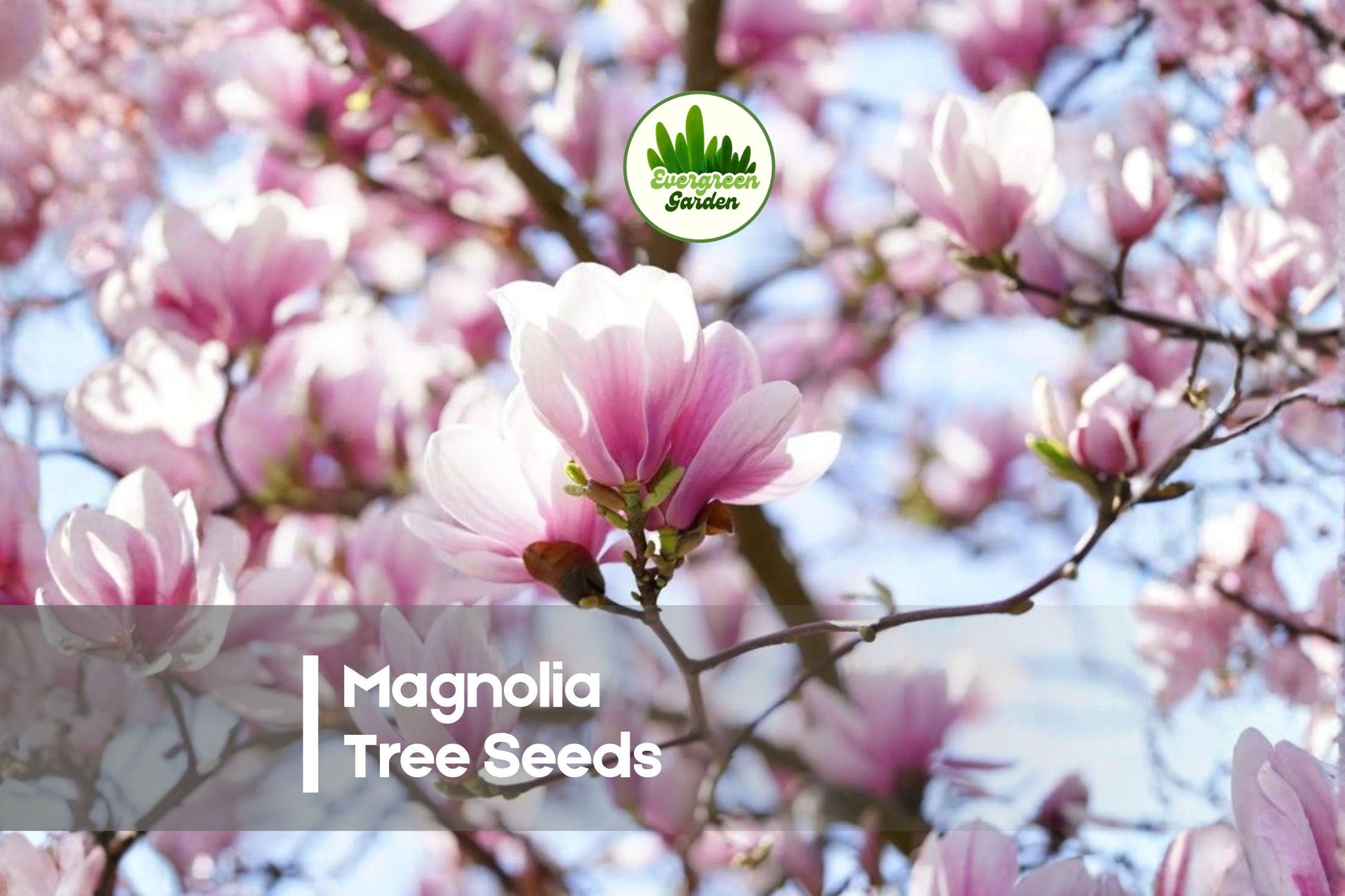 10 Magnolia soulangeana Seeds - Ornamental Flowering Tree with Large Pink-White Blooms for Landscaping