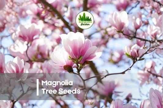 10 Magnolia soulangeana Seeds - Ornamental Flowering Tree with Large Pink-White Blooms for Landscaping