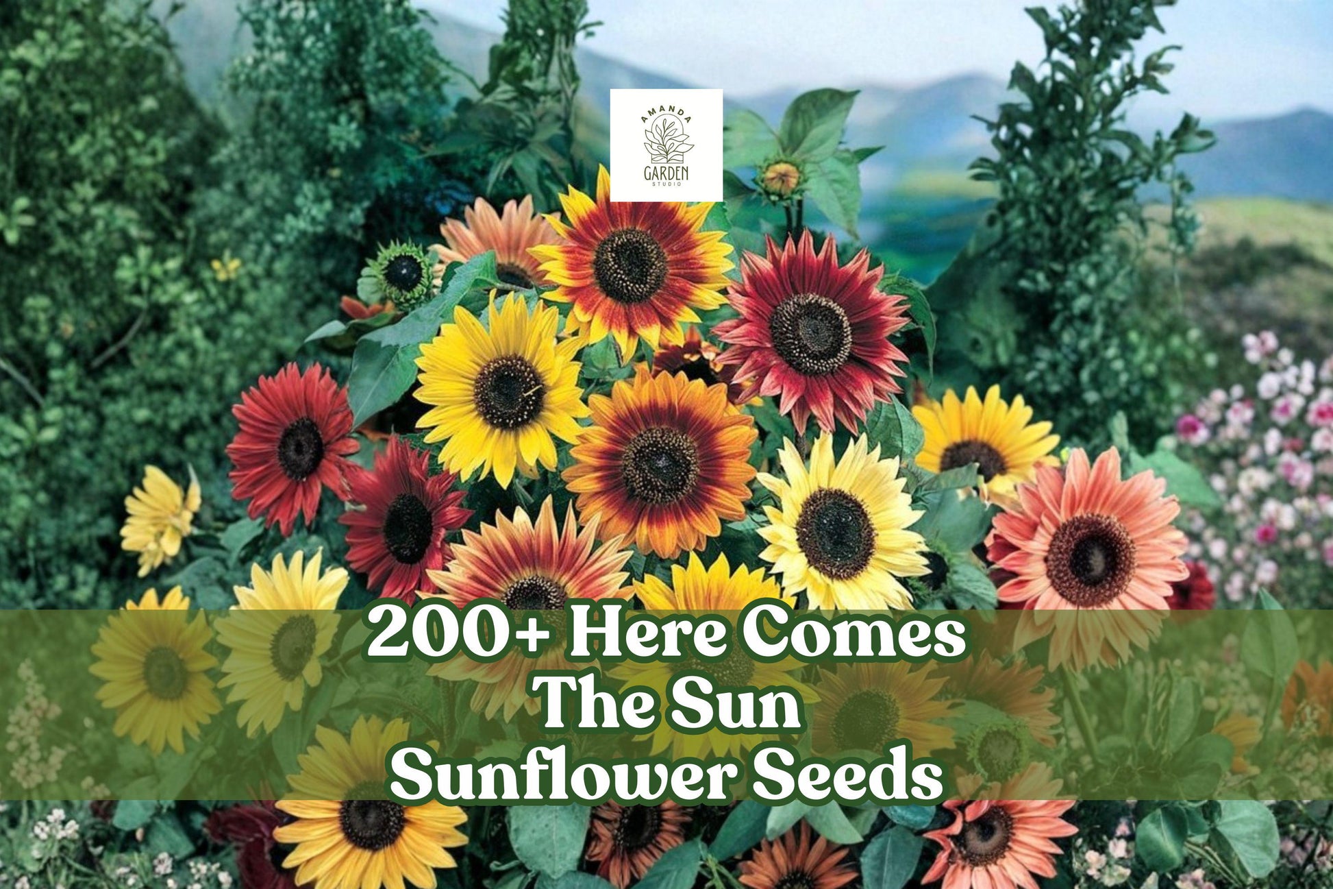 Sunflower Seeds Mix - 200+ Helianthus annuus - Bright Multi-Color, Pollinator-Friendly, USA-Grown
