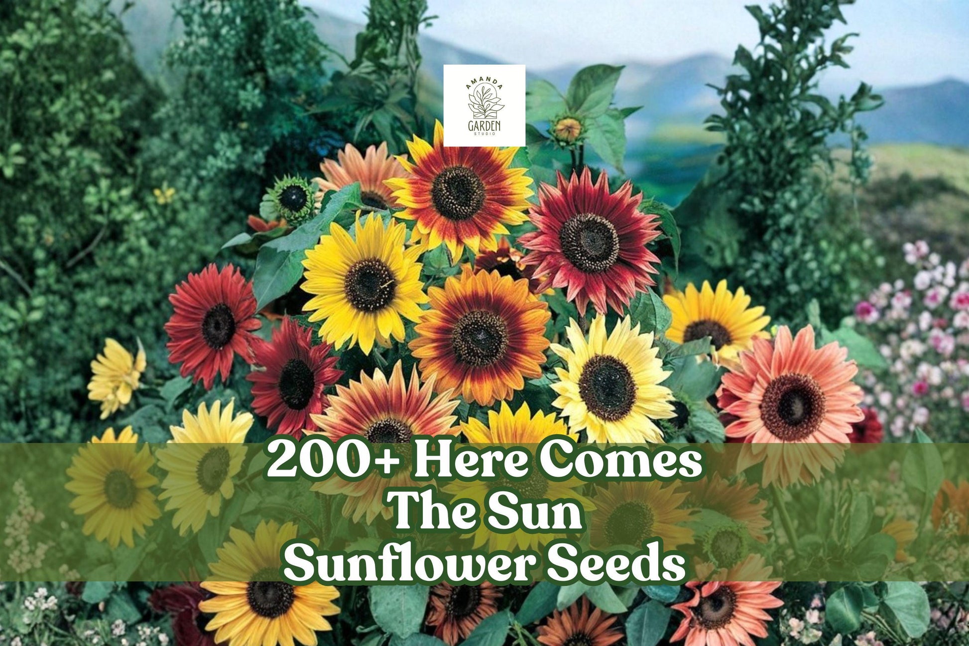 Sunflower Seeds Mix - 200+ Helianthus annuus - Multi-Color, Pollinator-Friendly, USA-Grown
