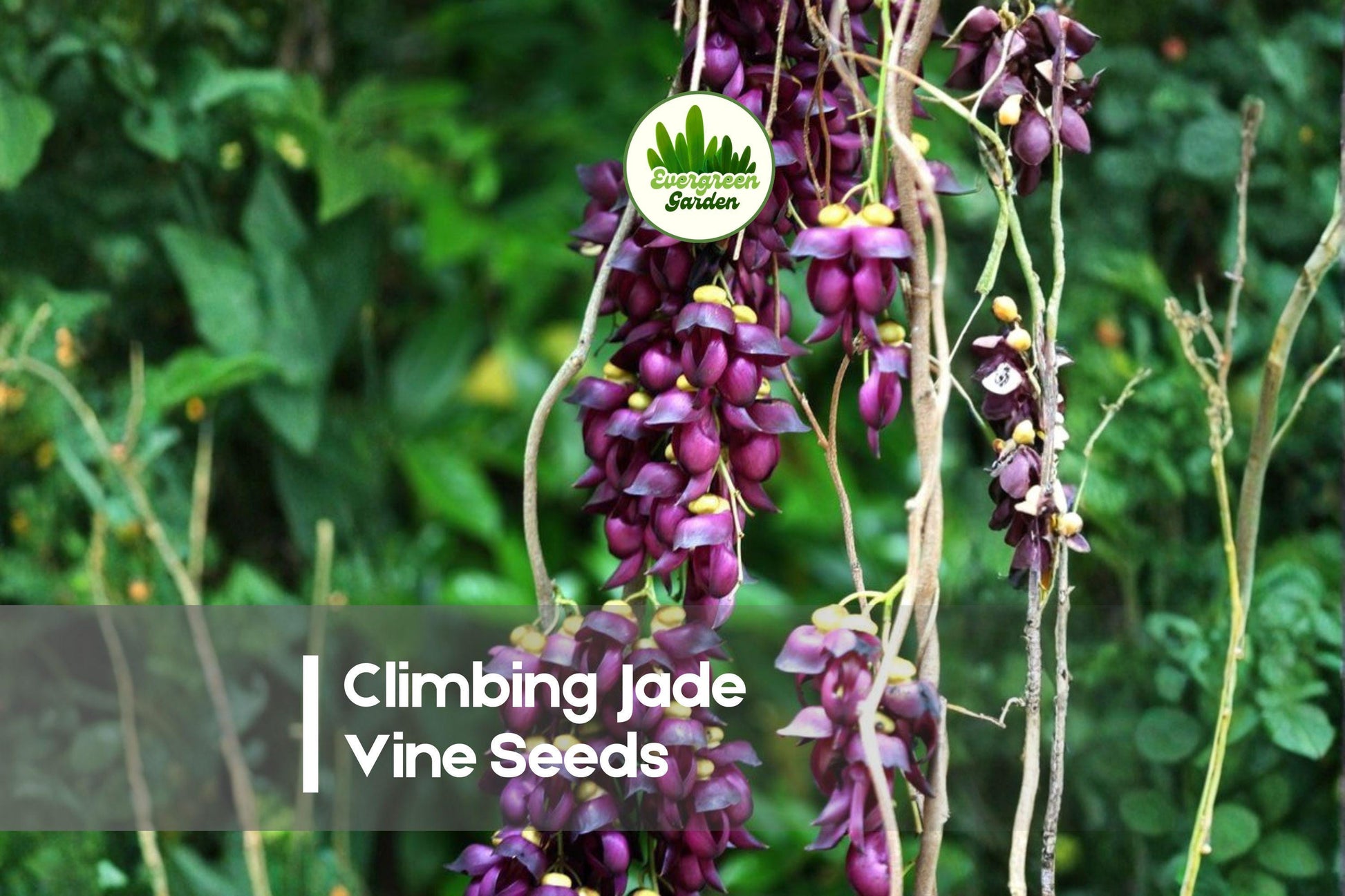 2 Large Mucuna Sempervirens Climbing Jade Vine Seeds – Exotic Tropical Climber for Trellises & Pergolas