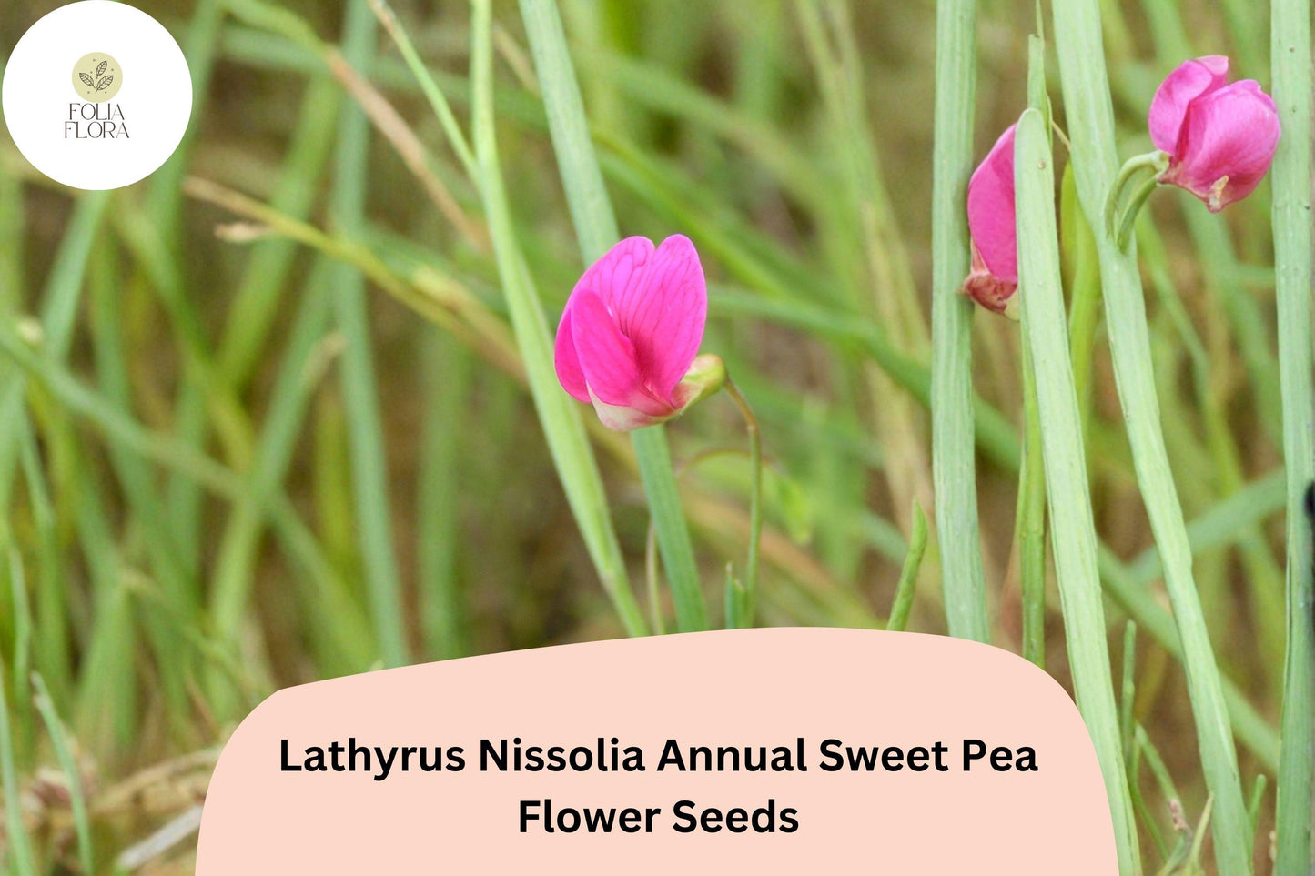 50+ Lathyrus nissolia Seeds | Pink Annual Sweet Pea Grass Pea Flower for Garden Borders & Wildflower Gardens